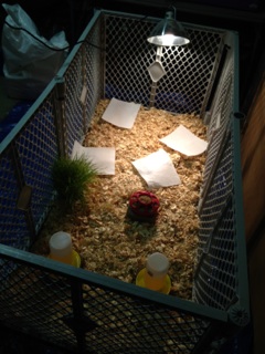 The new goose brooder