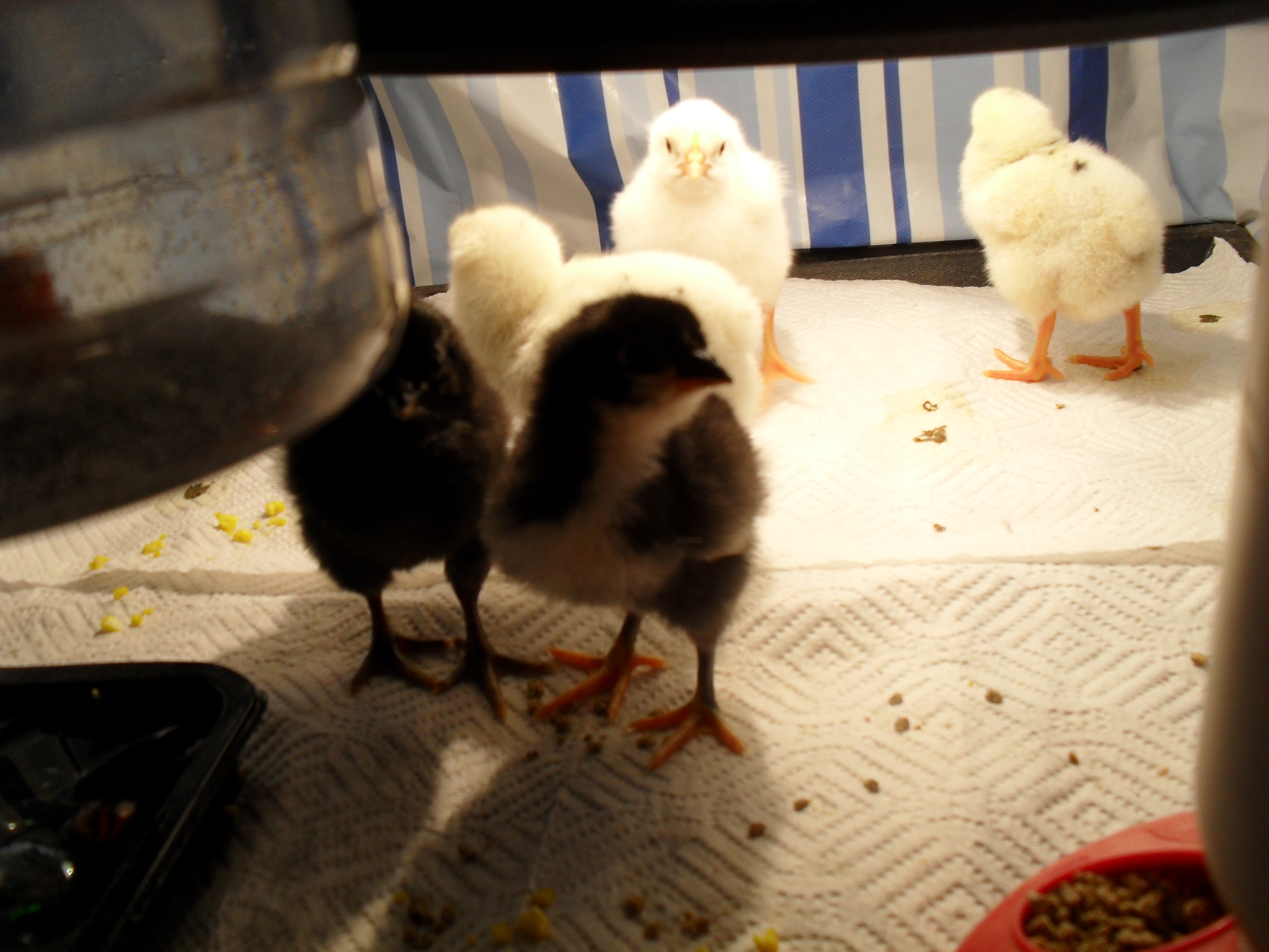 the new group hatched, 12-21 thru 12-23-12