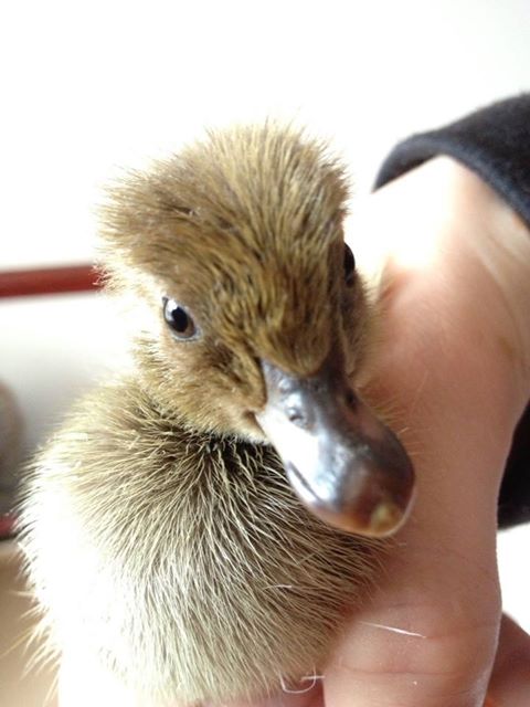 the new little one..