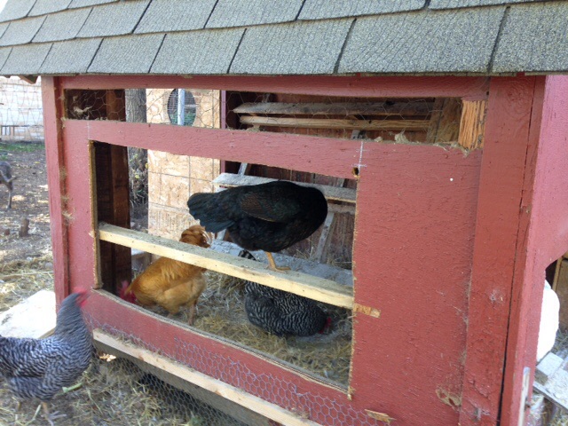 The new nest box hole was cut into the side of the coop.