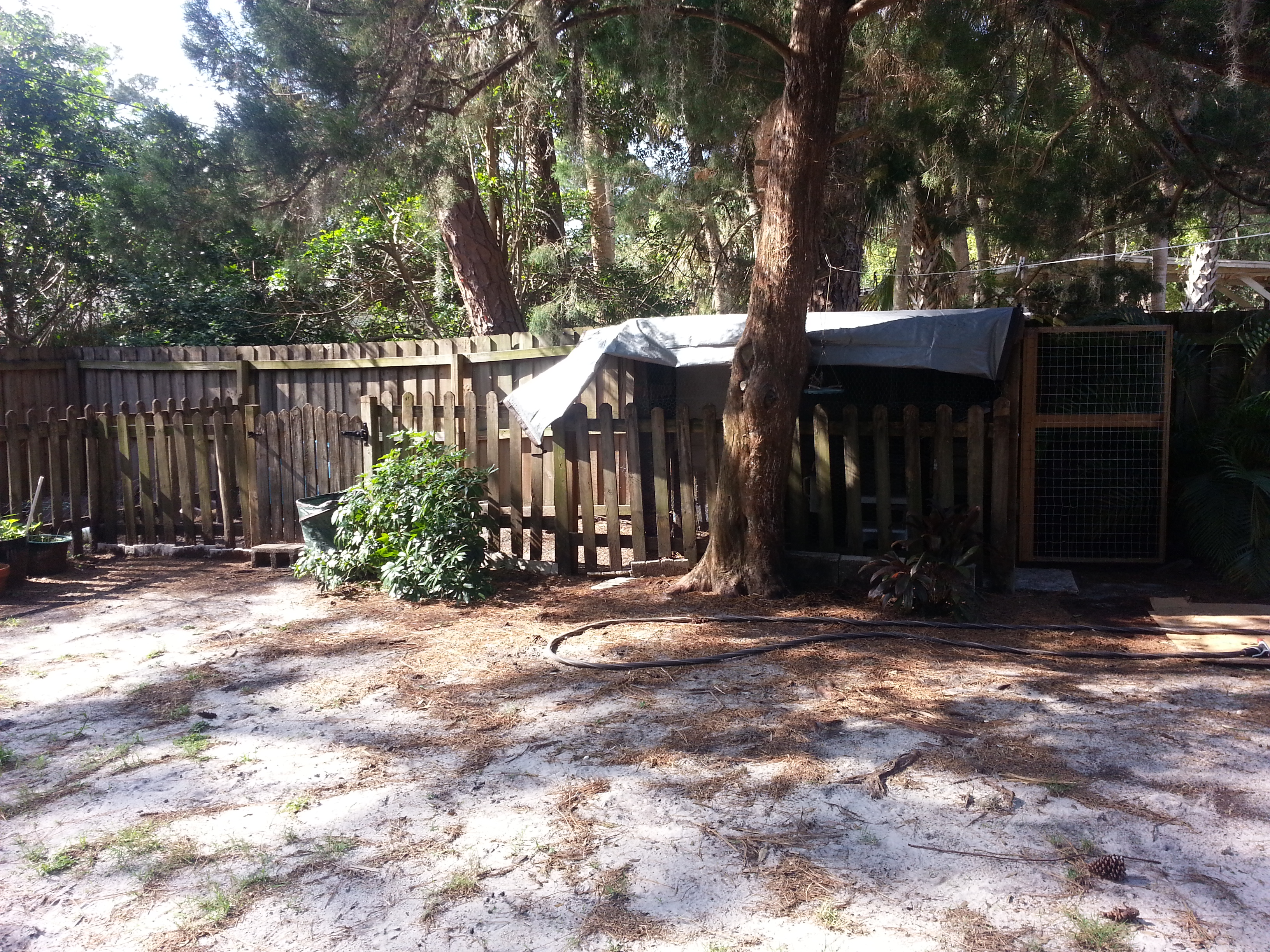 The new run area: to your left is the uncovered portion of run, to the right is the covered section that connects with a pop door. People door to the far right where the egg box and the locking coop are. Tarp for rain protection for now. I do want a better roof, though. The tarp collects rain like a bathtub!