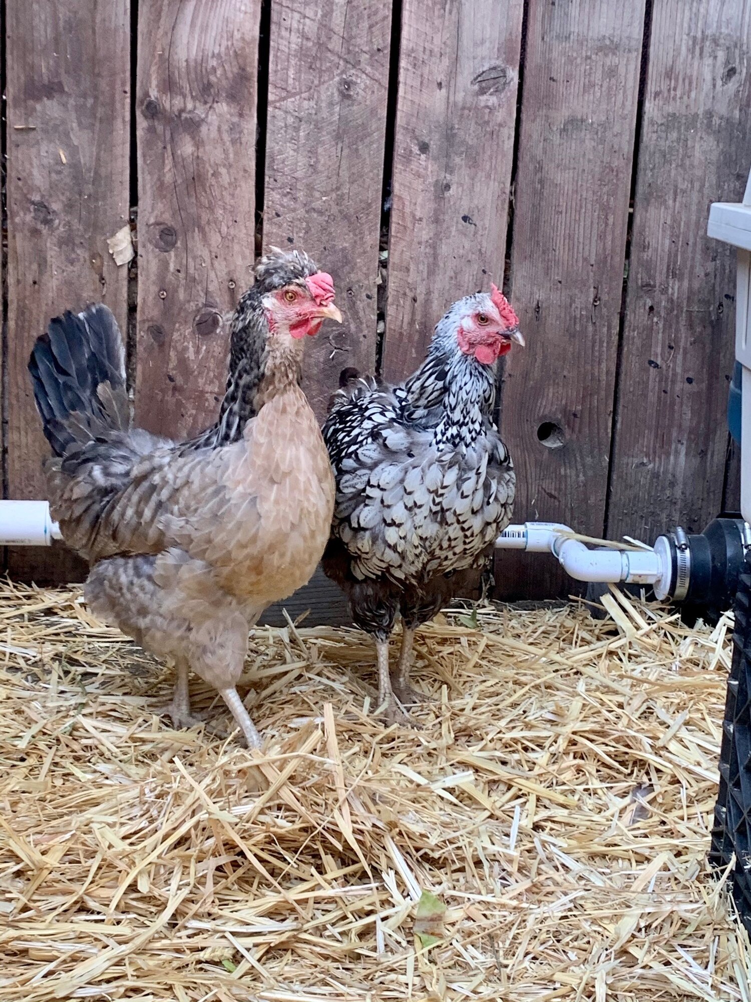 The newbies at home!