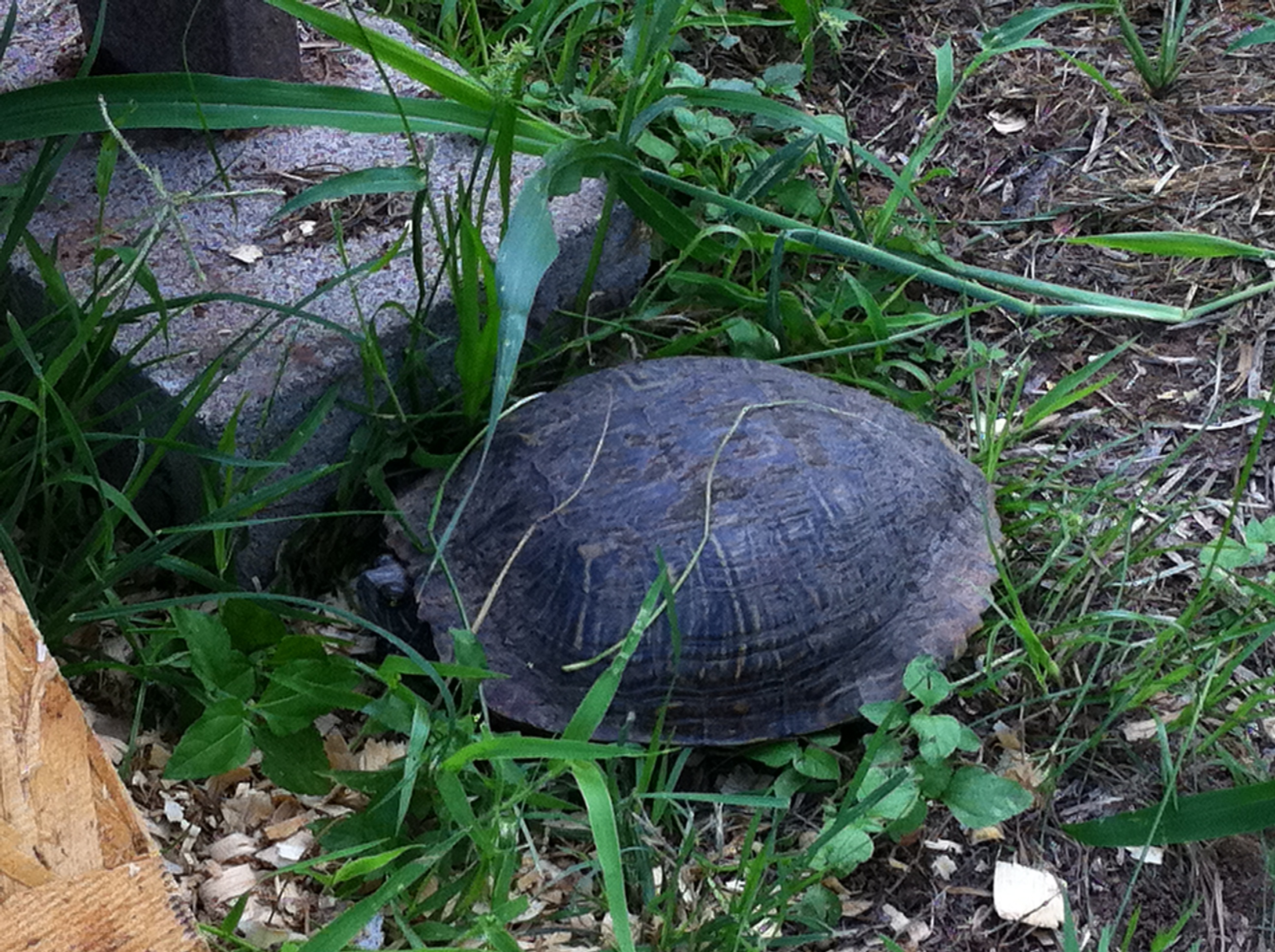 The newest addition is a turtle (Koopa) we adopted off the road, still alive!