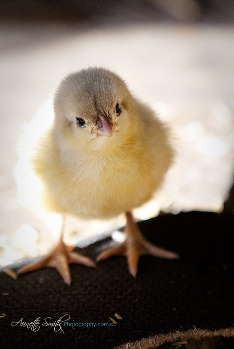 The newest addition to the feathered family.  Peep (named that till we find a better name) who as the only chick to hatch from some shipped eggs.  Fingers crossed its a girl!  

It is a splash australorp