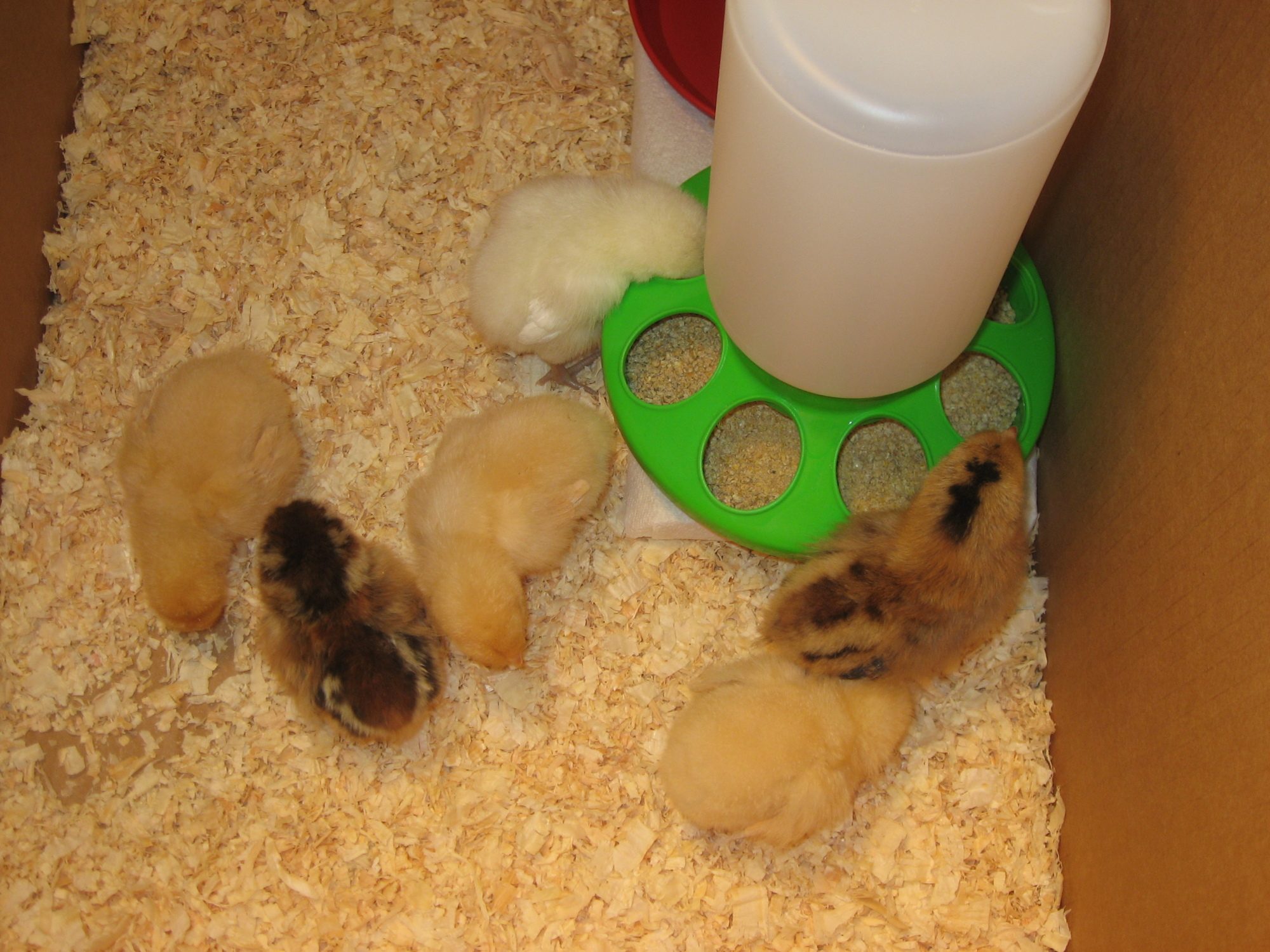The newest babies: 3 Buff Orpingtons and 3 Americaunas.  Two days old!!