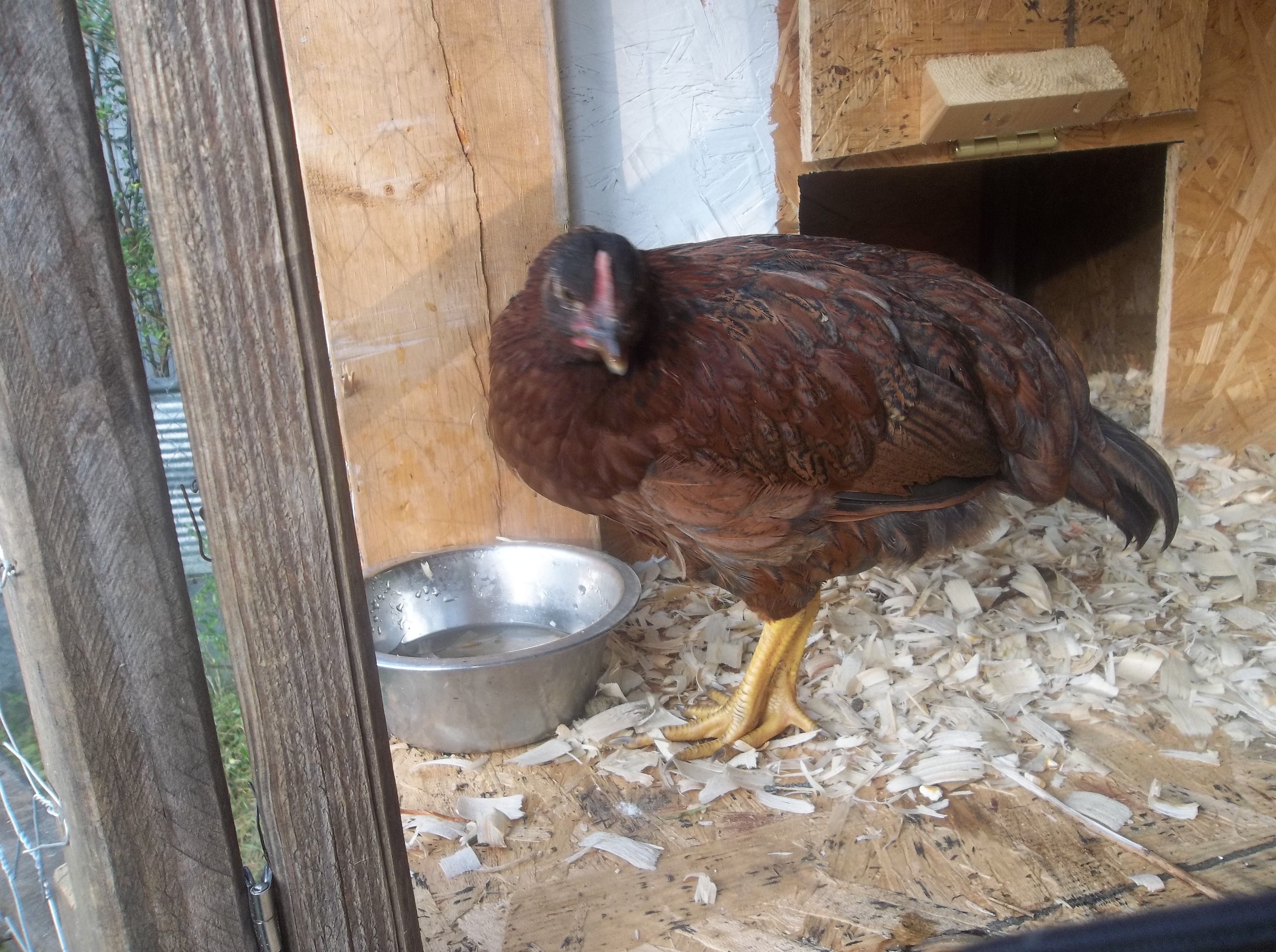 The newest member to the flock RIR hen, calling her Red for now till i can think of a better name. She isnt has sweet as my others cause she wasnt handle very much. But i will get her there :)