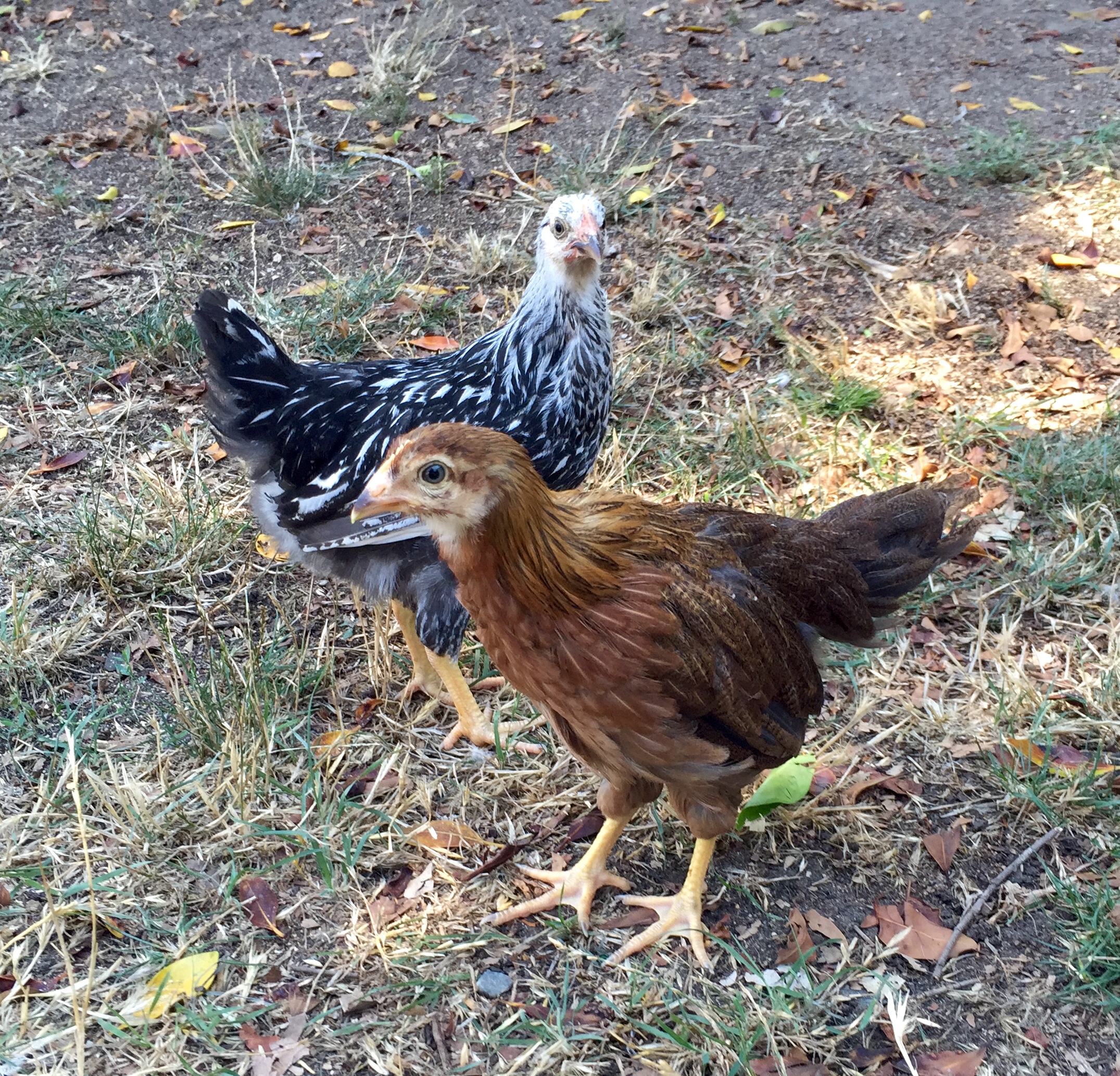 The newest members of the flock.  Silver Laced Wyandotte & Welsumer (~12weeks)