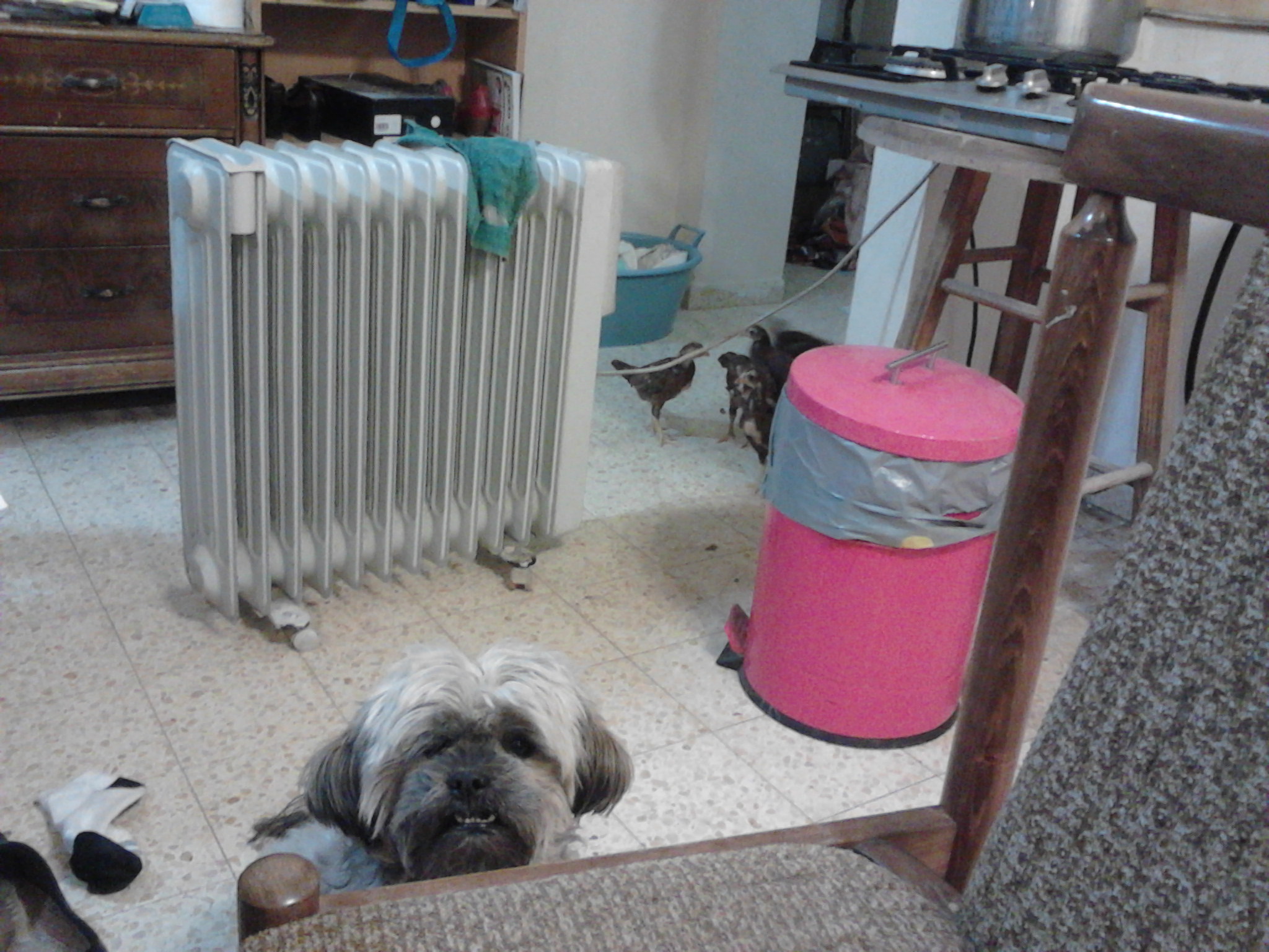 the non obsessed lhasa, thinking that there is food on teh table, defiantely better then chicks running around.