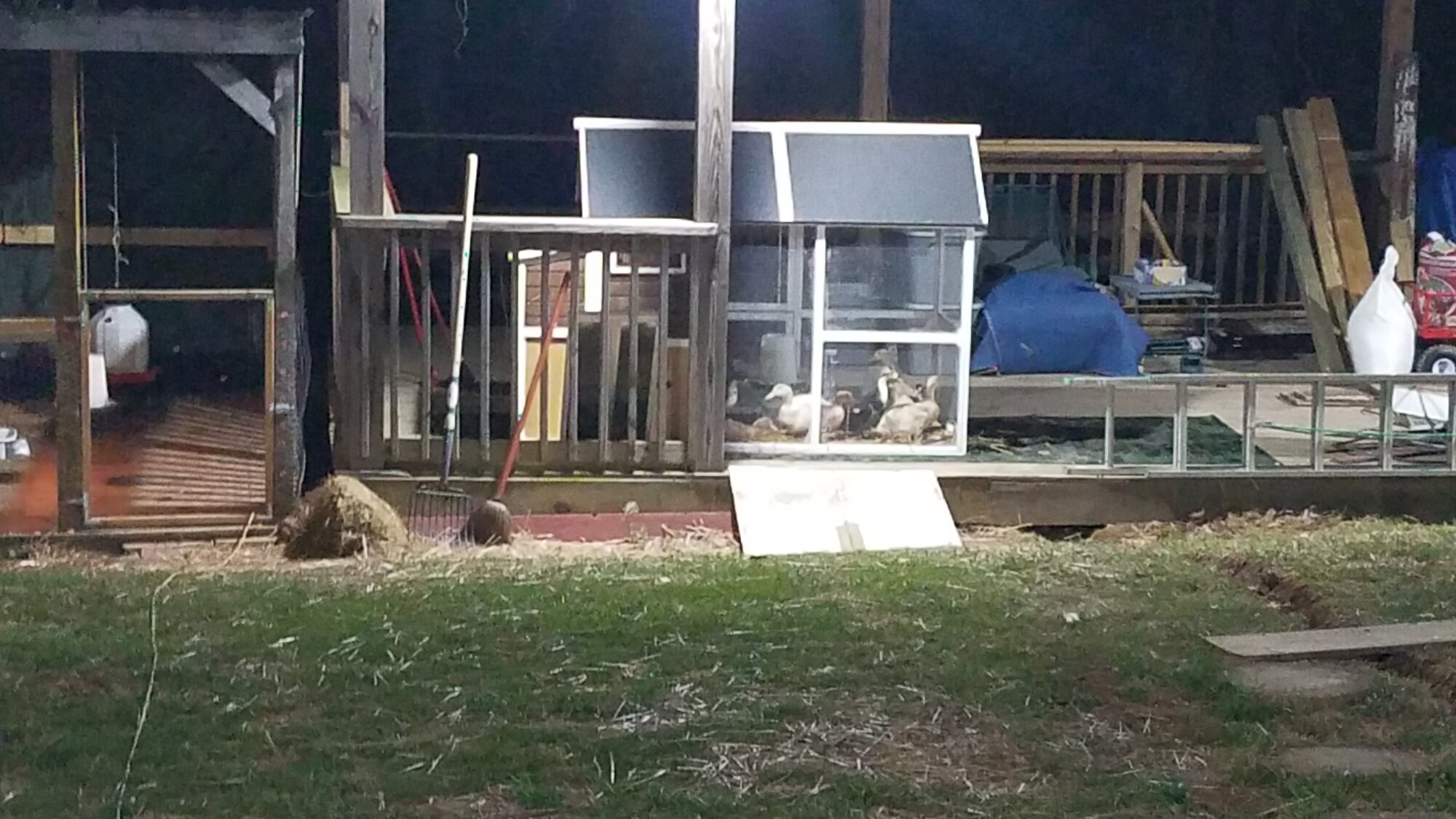 The not so little Ducklings in their new outside home