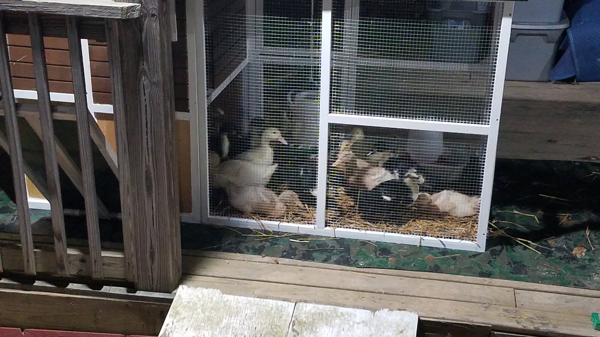 The not so little Ducklings in their new outside home