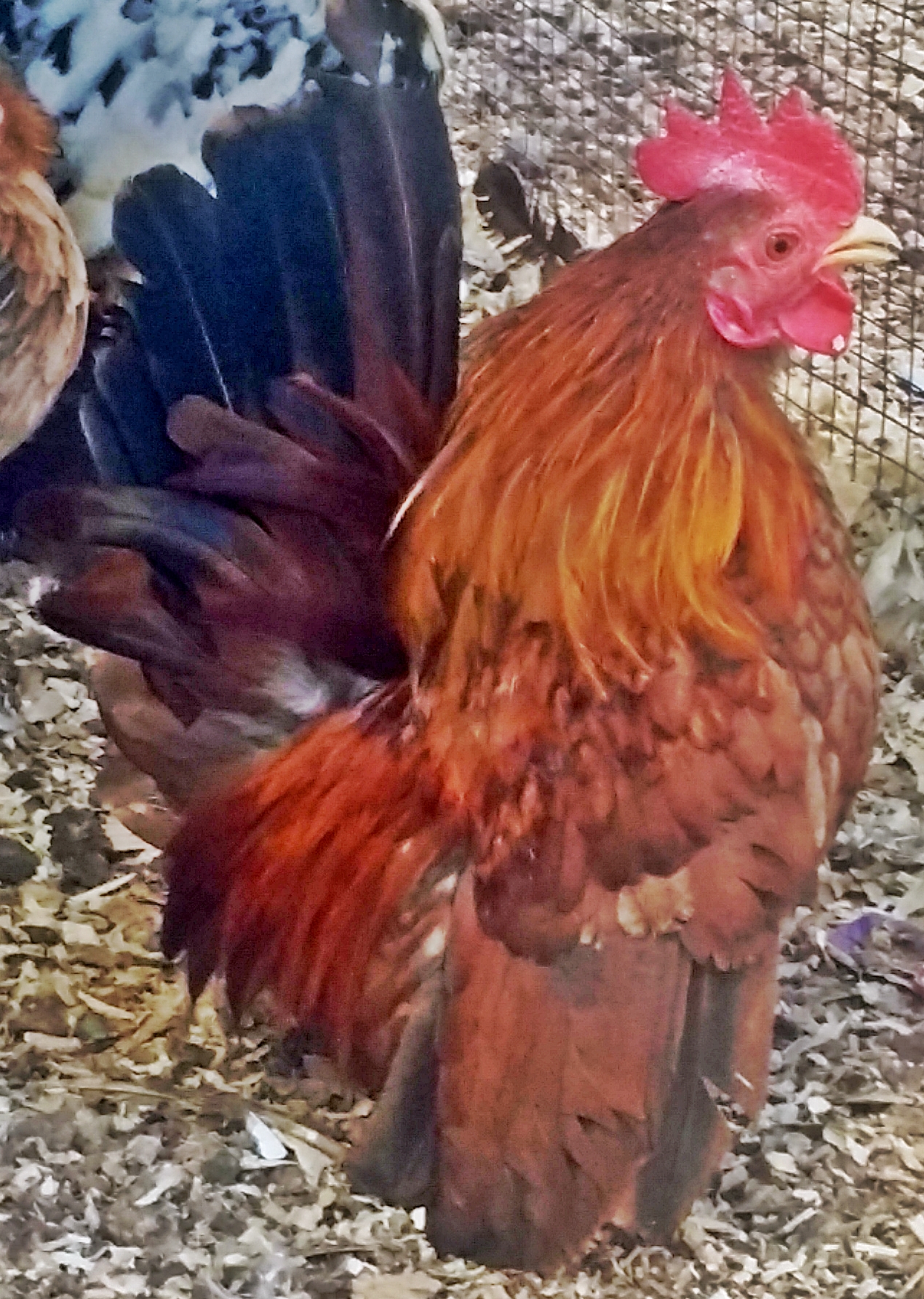The OC Serama line, is a beautiful well cared for, both type and personality line. We have chosen this line to cross into this season. Here is "Toad" the second roo over the primary coop for the 2015 season. The first roo has already been removed and sired over 20 chicks with the girls "Toad" is now over.
