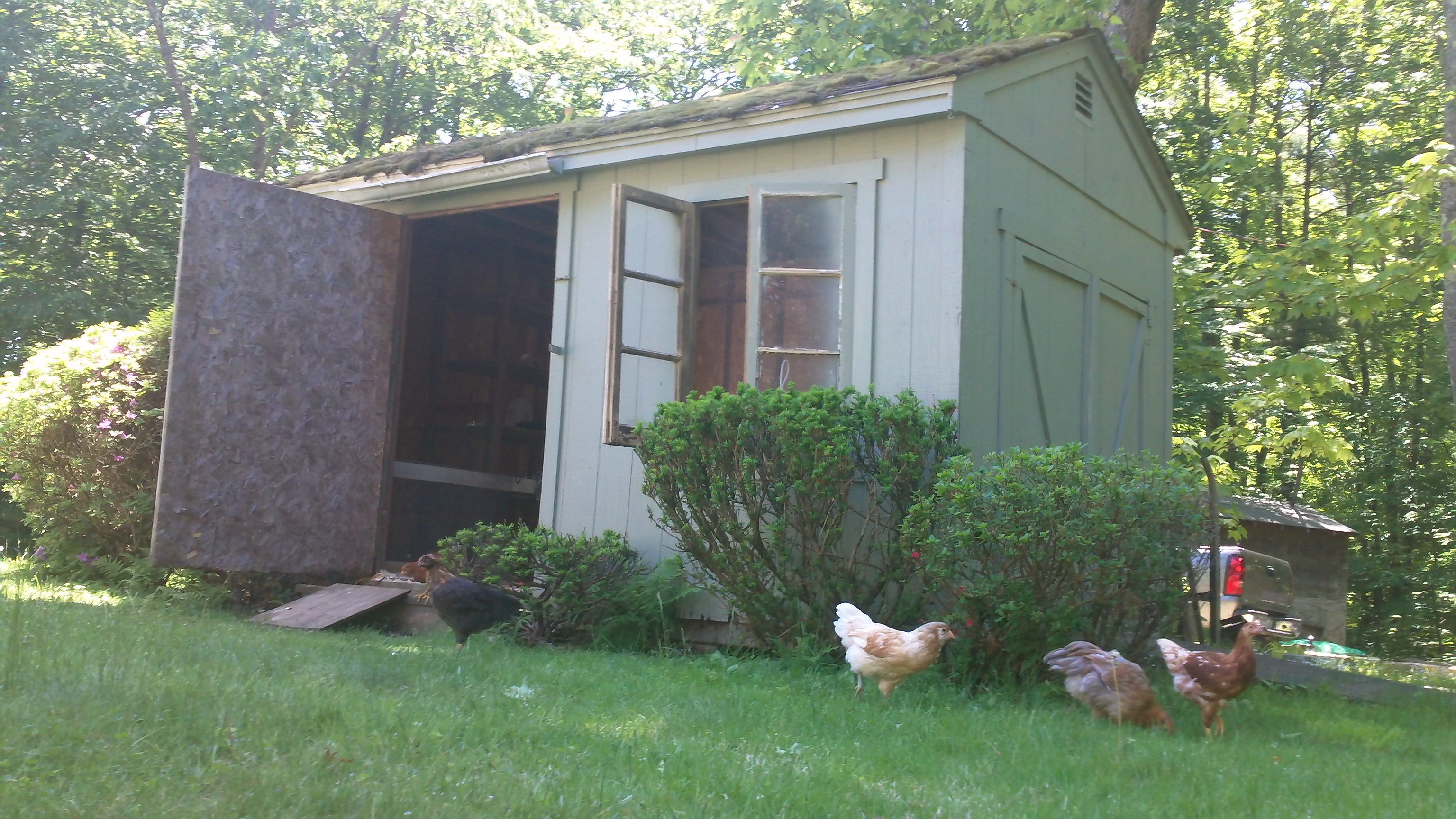 The old garden shed that I converted into a coop