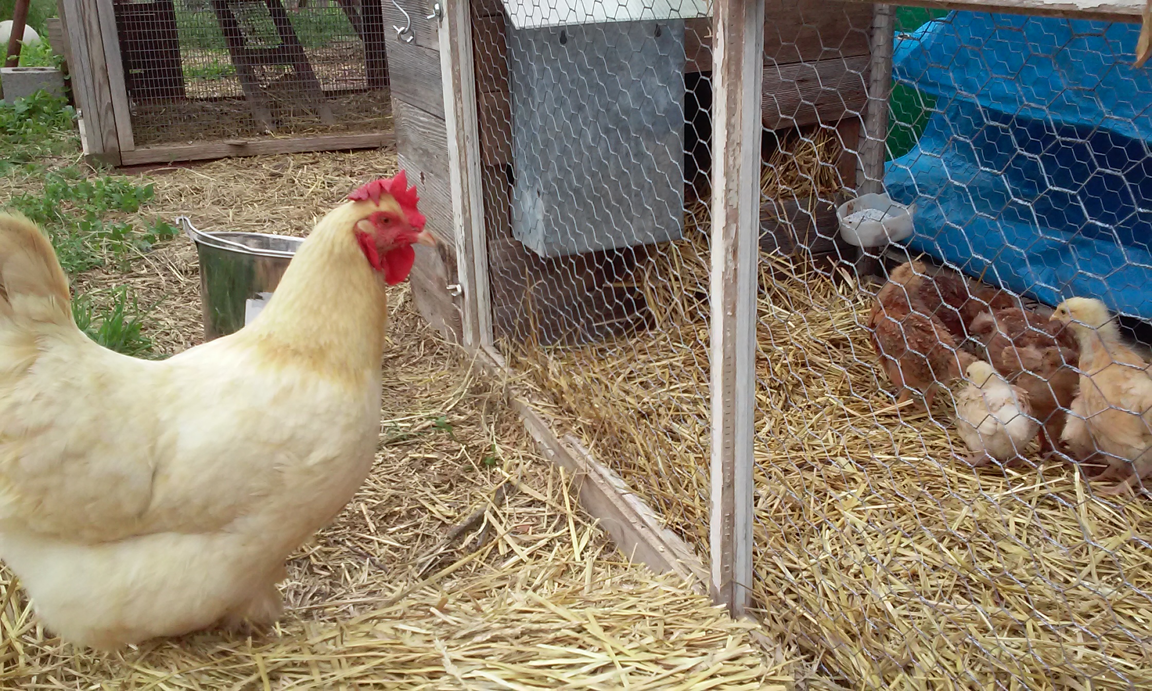 The old girls are a bit sceptical about the new comers. (They should be.)