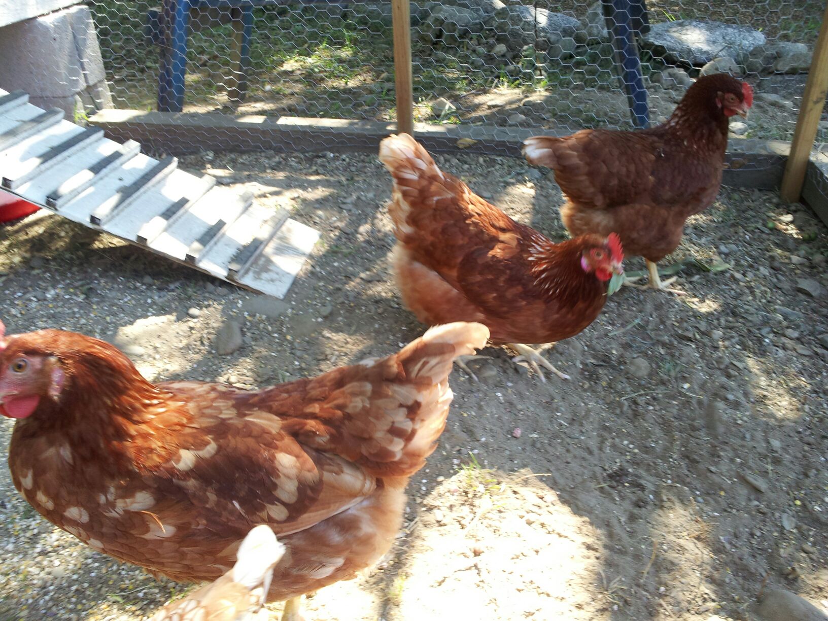 The "Old Hens".