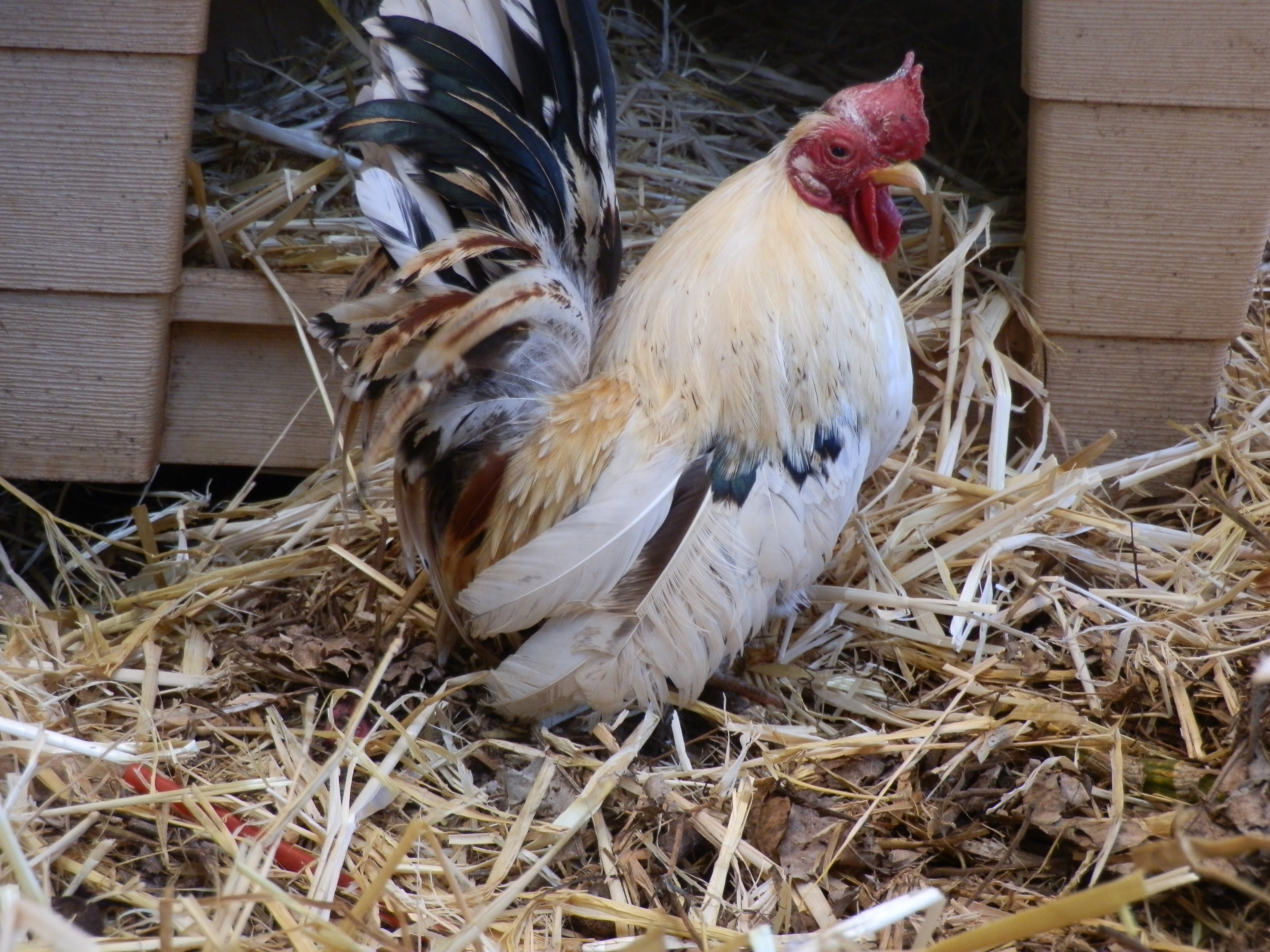 The 'old man' father to rooster below. Gone to Serama heaven December 2011. 11oz originally from Casey (4th-5th) generation from Jerry original stock