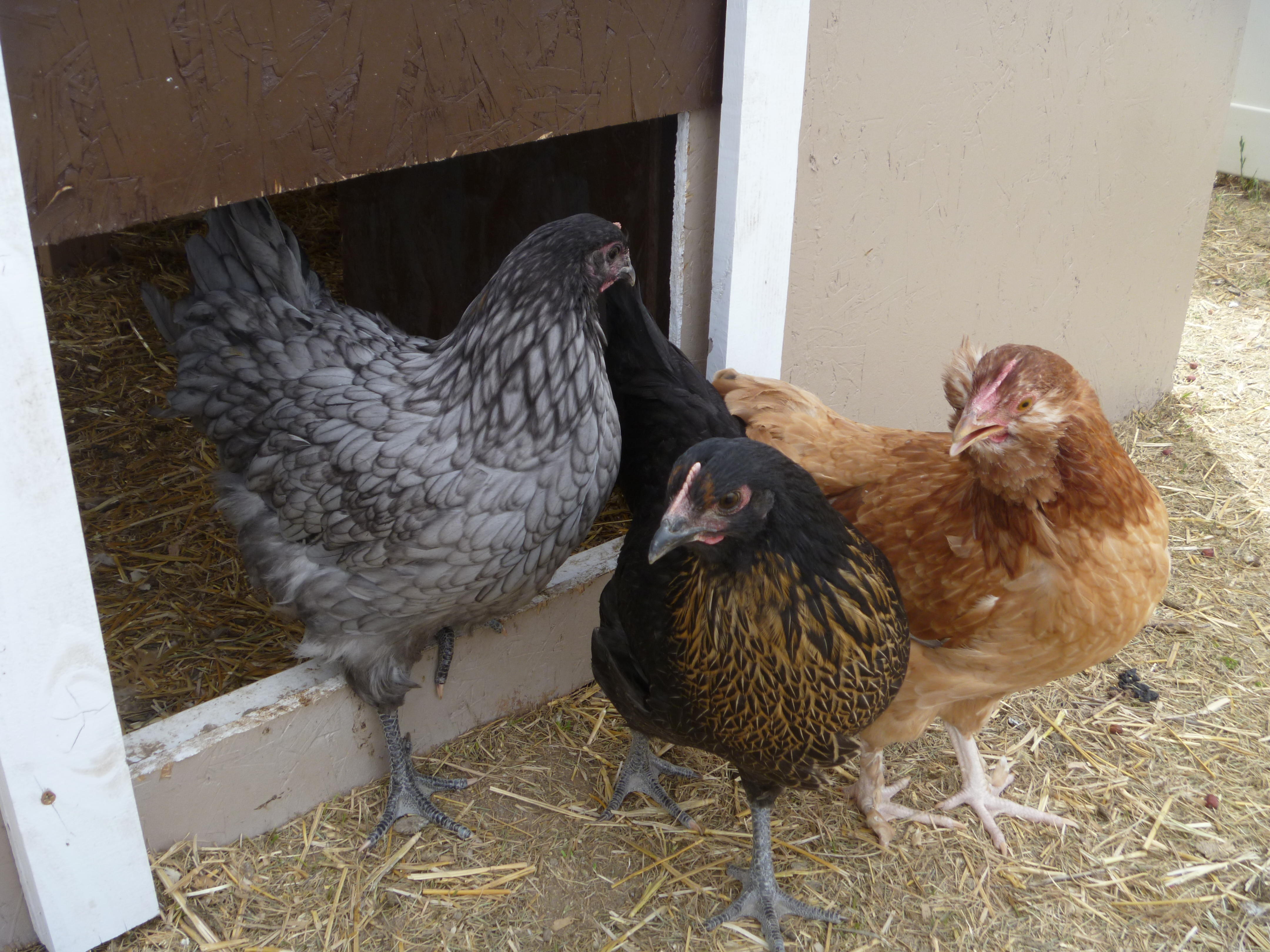 The older pullets, Blue, a blue orp, another of the kiddos favorites, Sophie, a Marans BSL, hoping for a darker egg, and Red, Ameracauna EE, hoping for a blue egg!