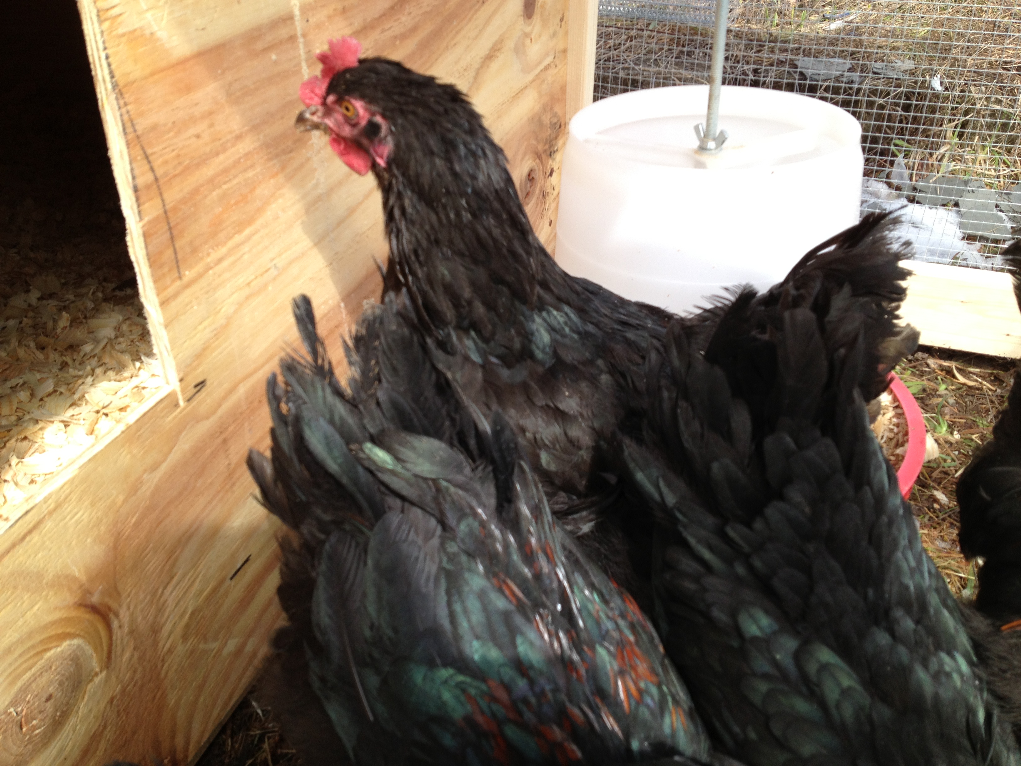 The oldest pullet (or youngest hen?) I've been calling anything under a year pullets, even our chicks... and the backs of another, plus a boy.