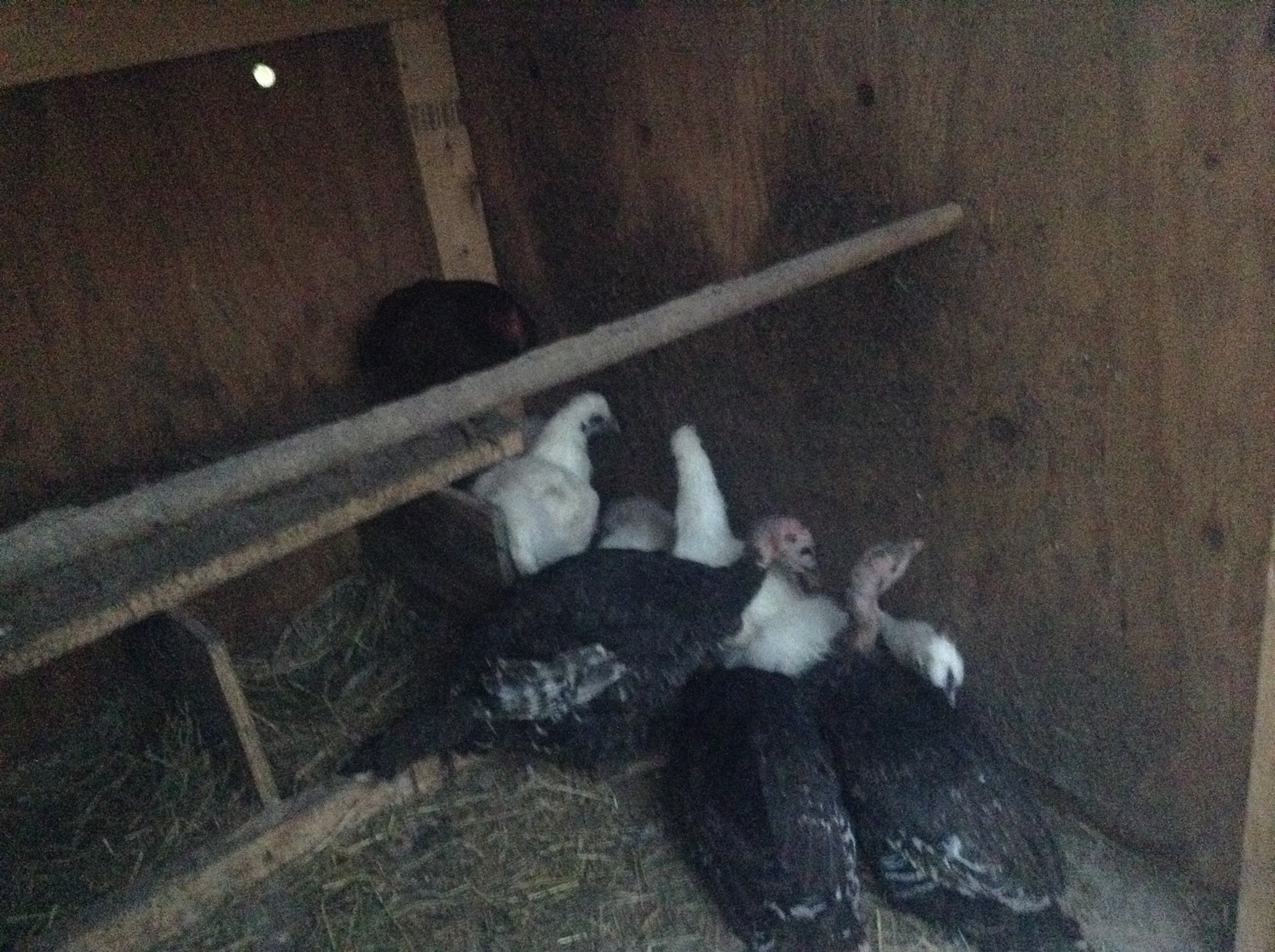 The once baby Silkies and turkeys making themselves a home in their new coop!