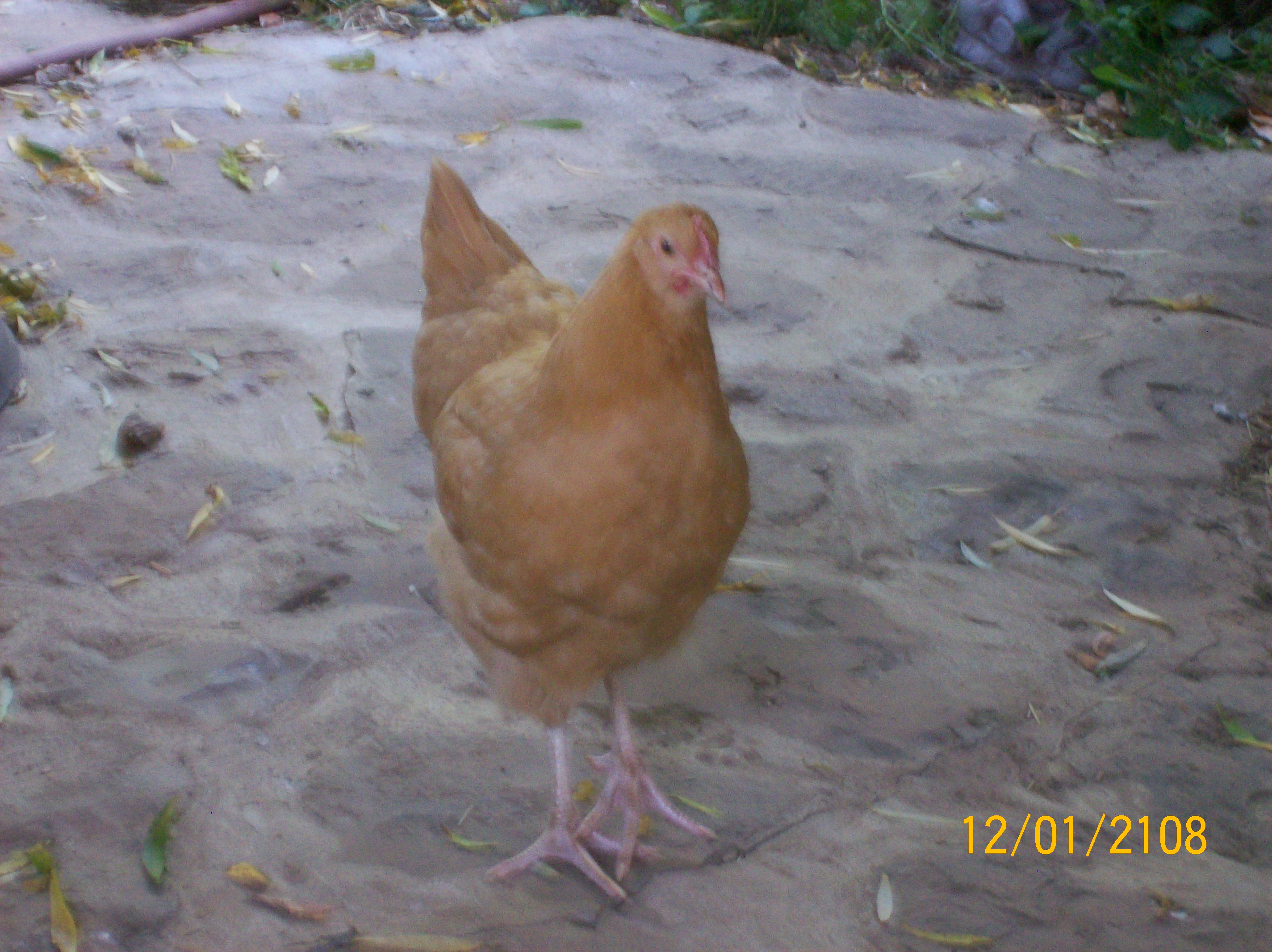 the one and only miss pecks alot