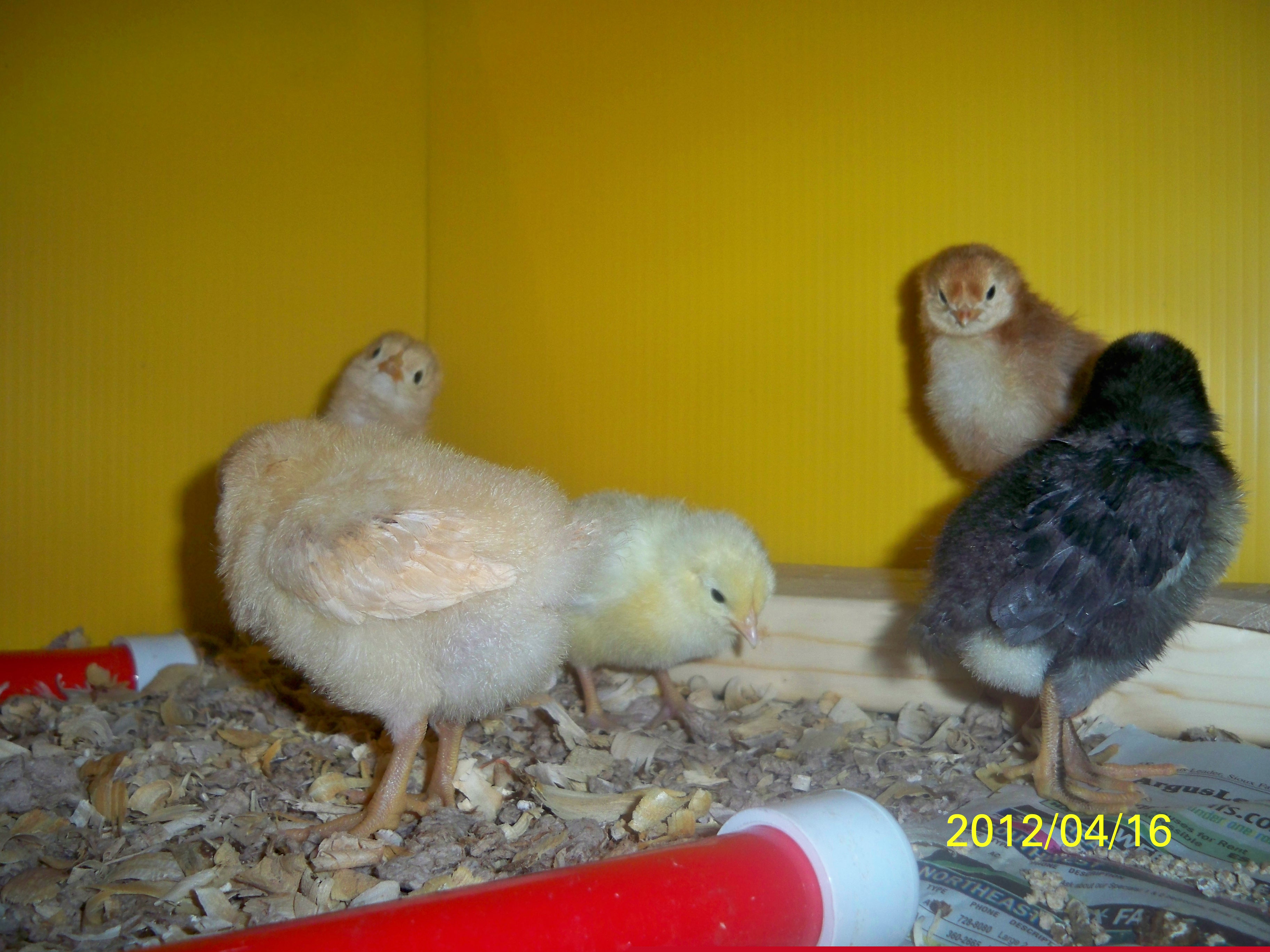 The one chick in the corner looks like she is twisted but its a different chick. the one in front has her head down