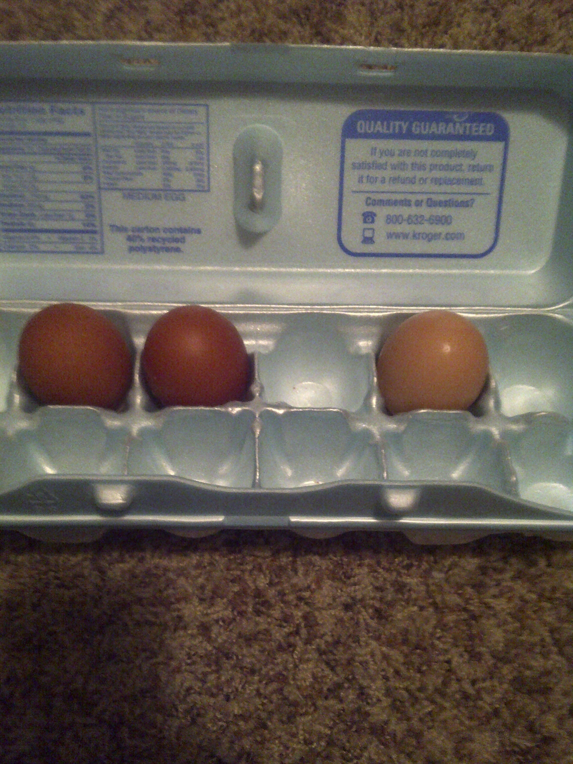 The one far right is a barred rock, the other 2 are from the same splash marans. I hope her eggs get darker (I know they will never be as dark as the black coppers).