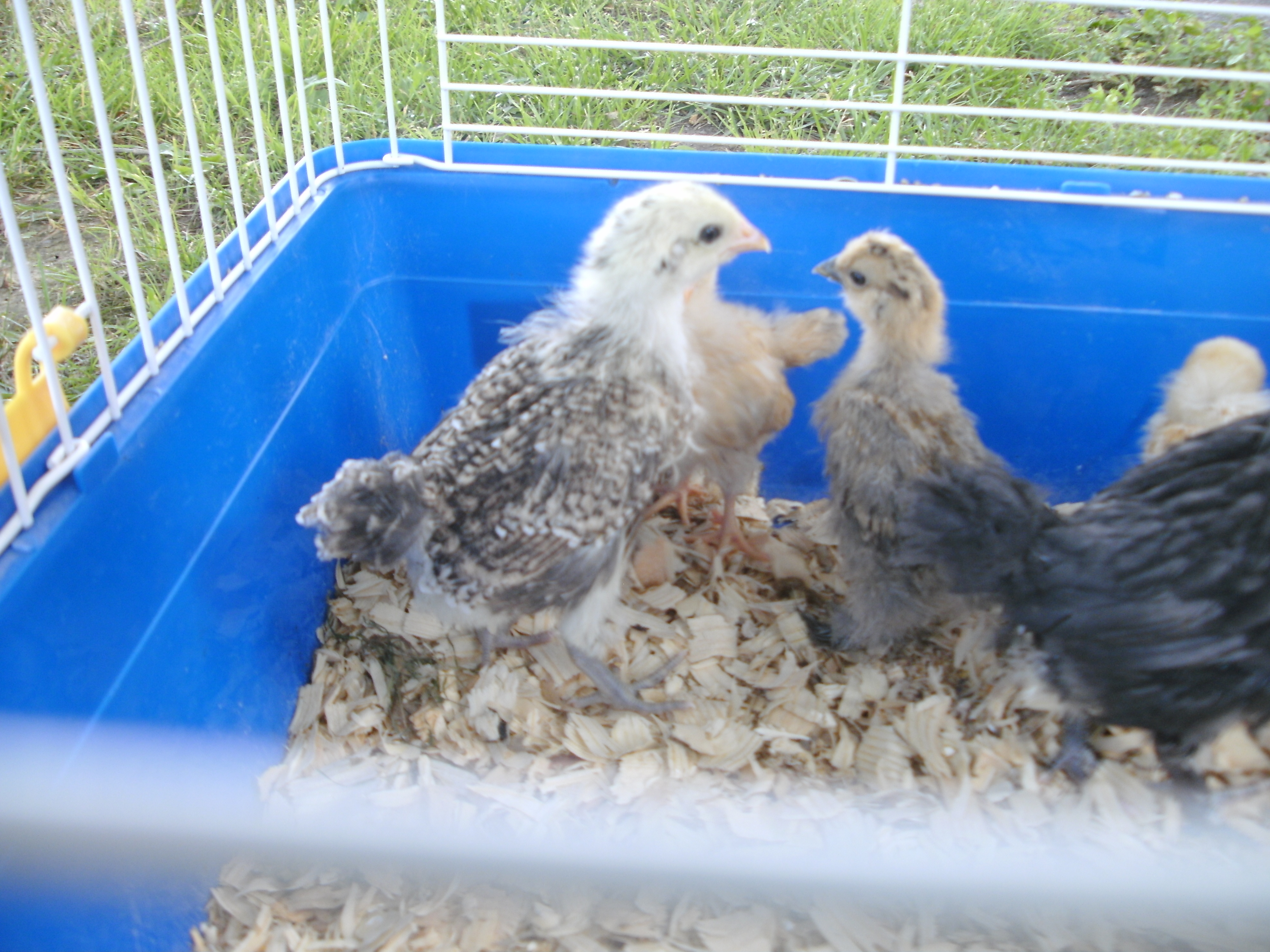 the one in corner is a blond salmon maran with a partridge silkie next to it.