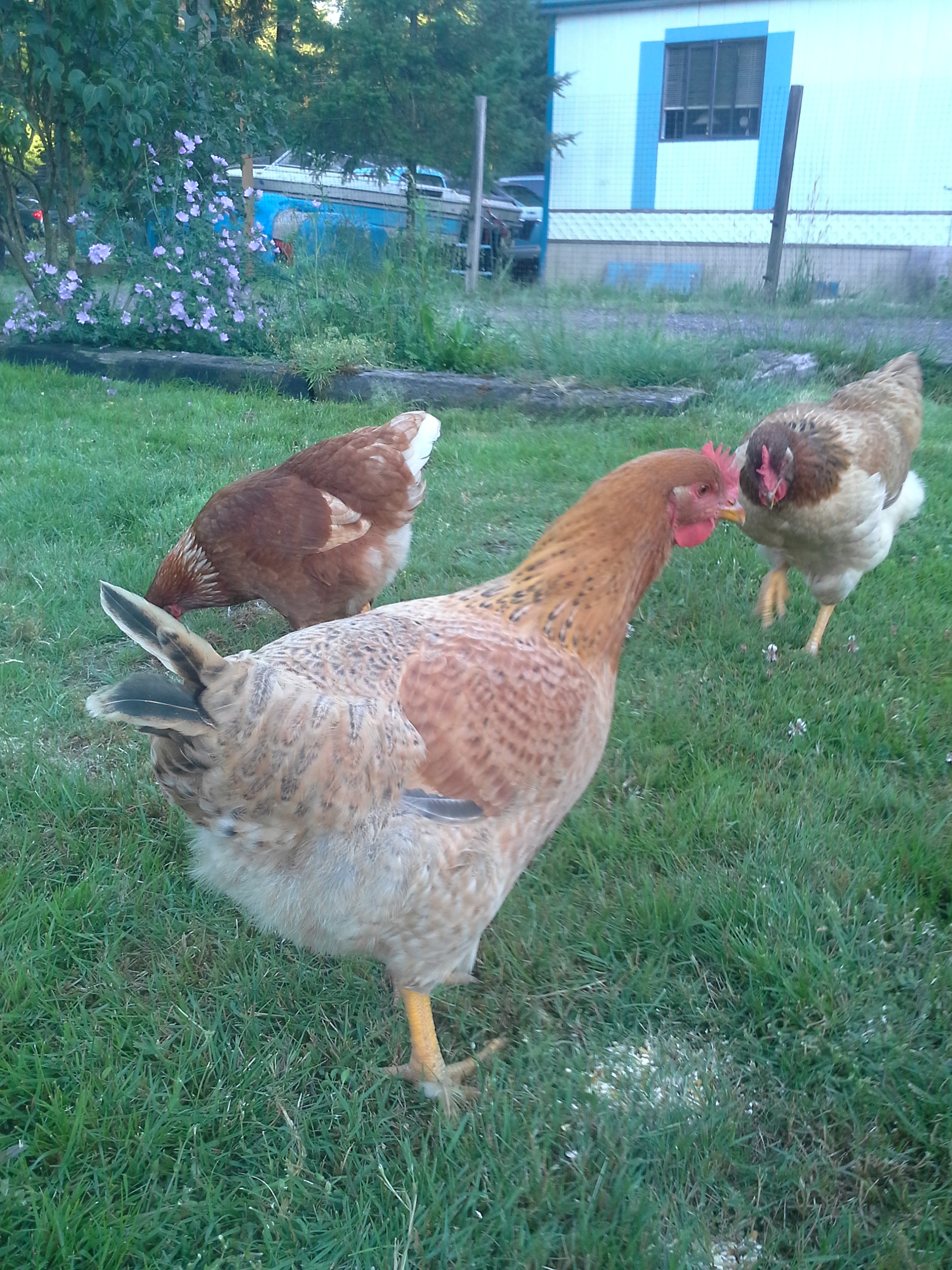 The one in the front is Dixie and to her right is Wilamena, they are both Dixie Rainbows.
The red one with the white tail isSexy and she's a Sex Link