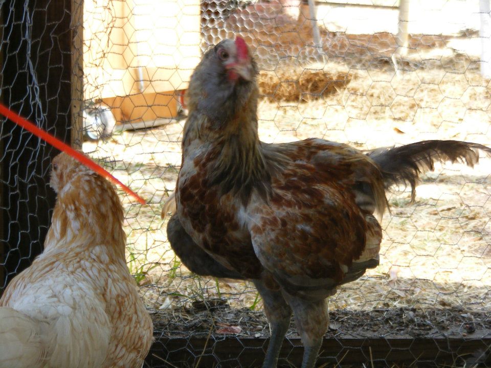 The one in the pic is Boy we call the one who's back you can see little bit and we have one we are nursing back to health we call falcon. However we are not sure if they are mix or not.
