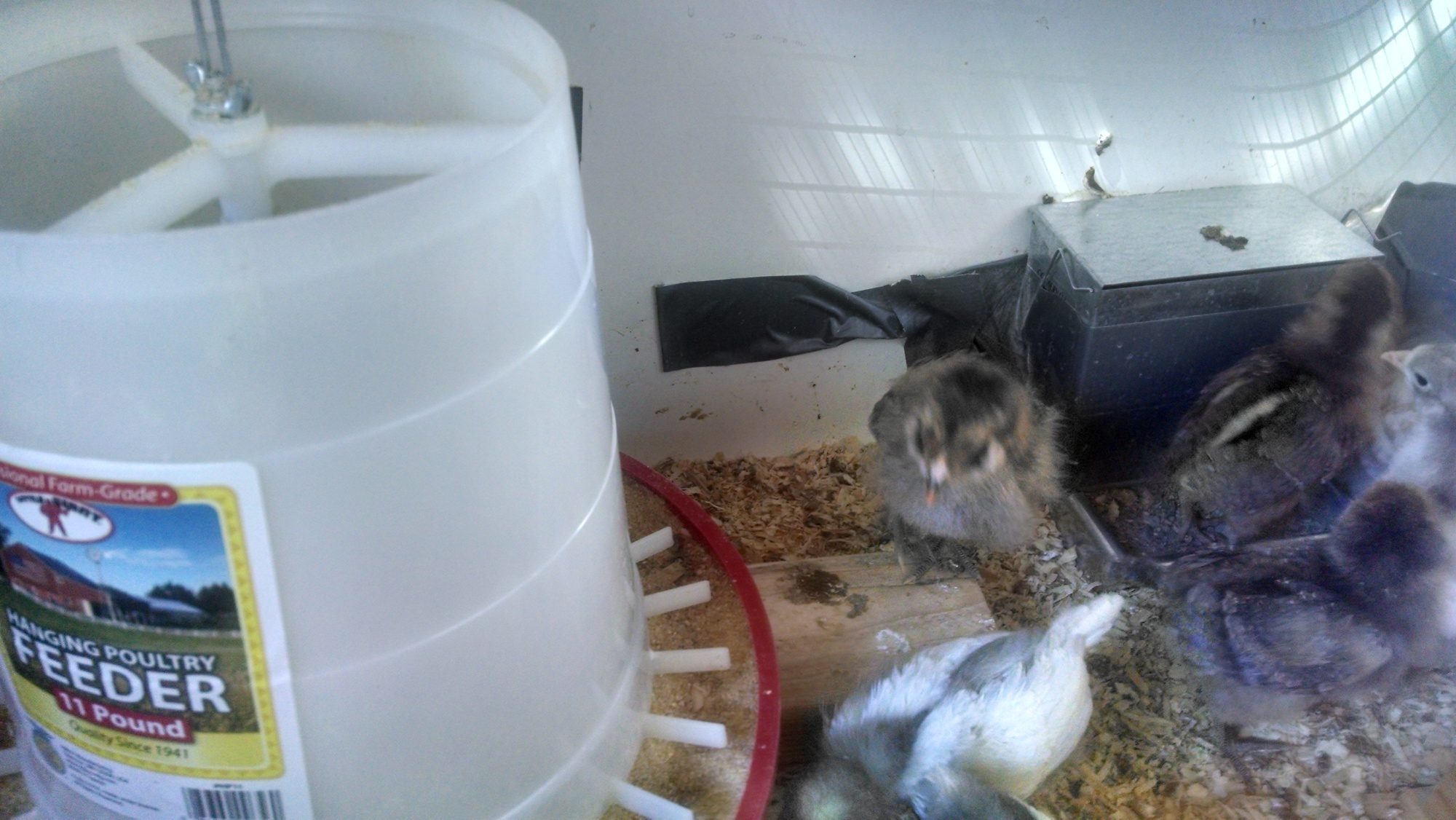 The one looking at the camera is one of my darker Easter Eggers