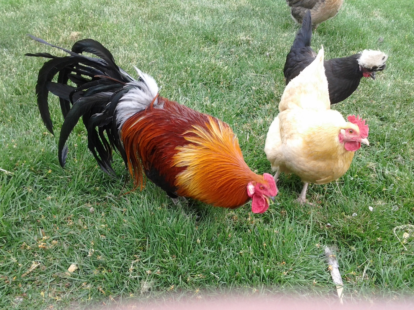 The one on the far upper right is a polish breed. It has a white fro.