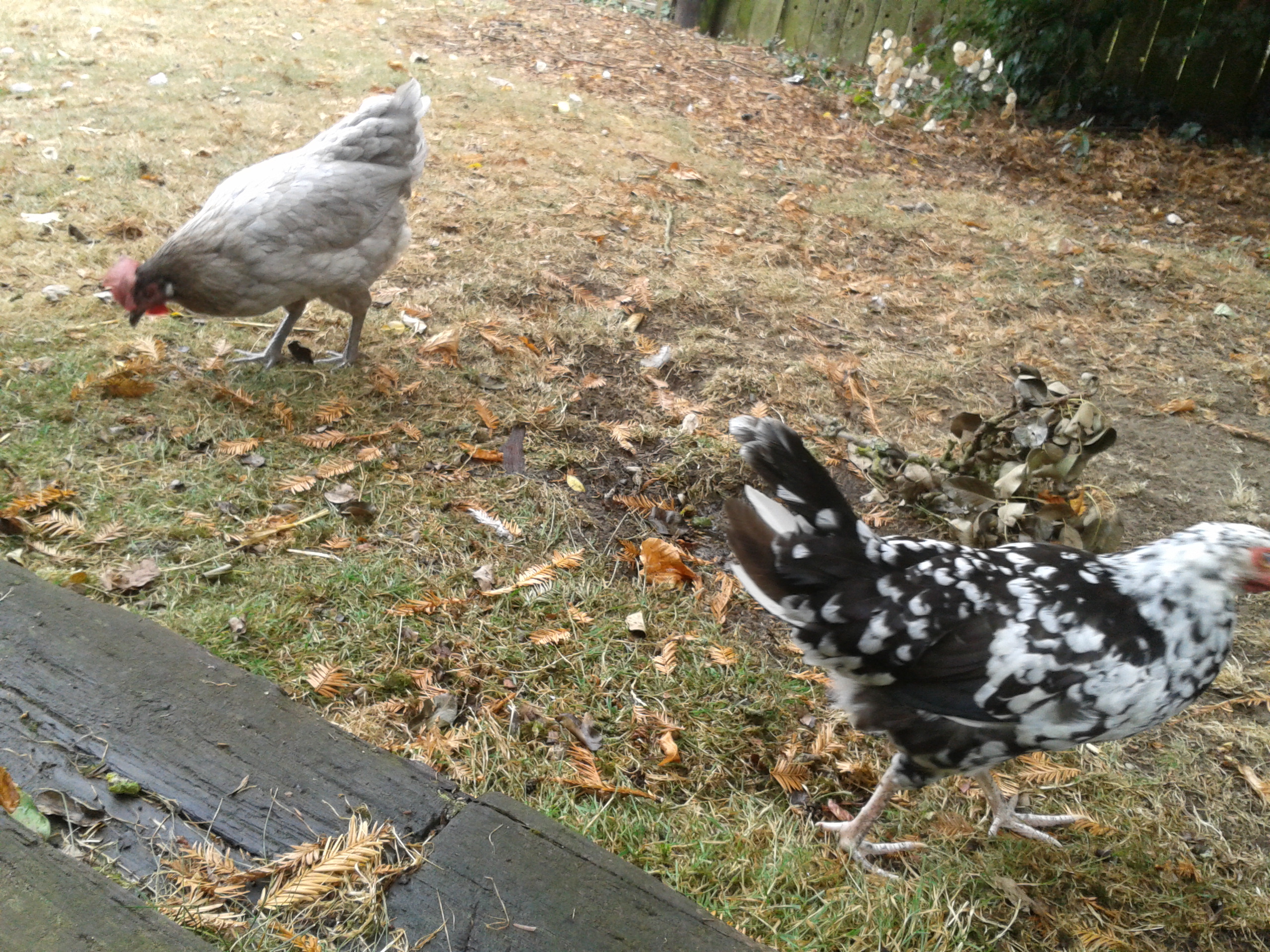 The one on the left is molting in this pic. Her tail is starting to grow back in here.