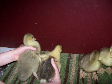 The one on the left was sold to me as a gray. Being that I am new and never seen one in person before, I believed it. Then, a week later, I went to a TRUE breeder's house and she showed me what a real gray looks like.  Not even close. LOL!
