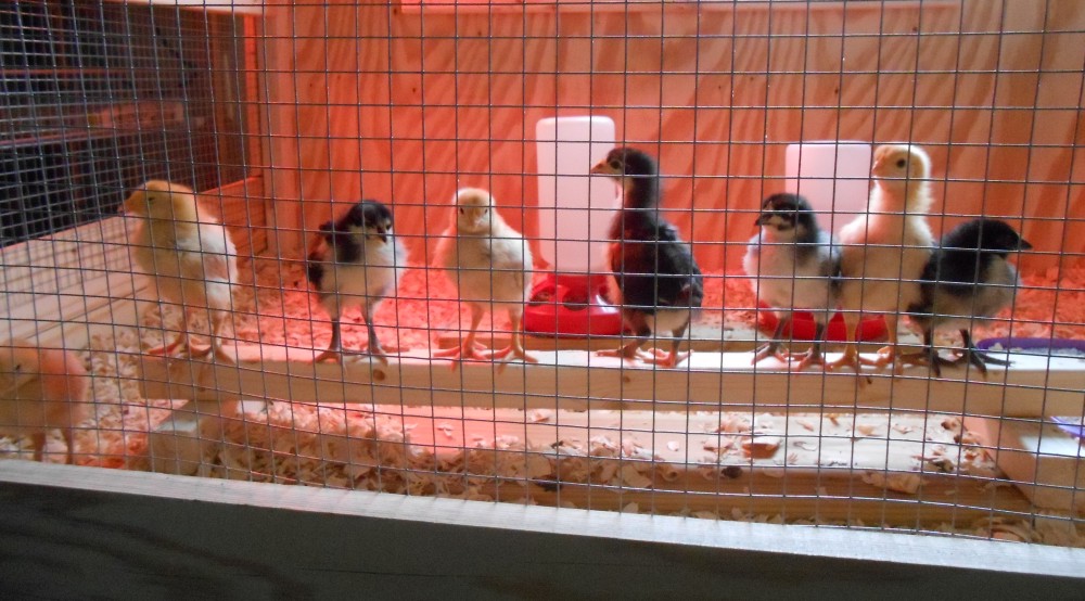 The one week old Peeps in their new house!