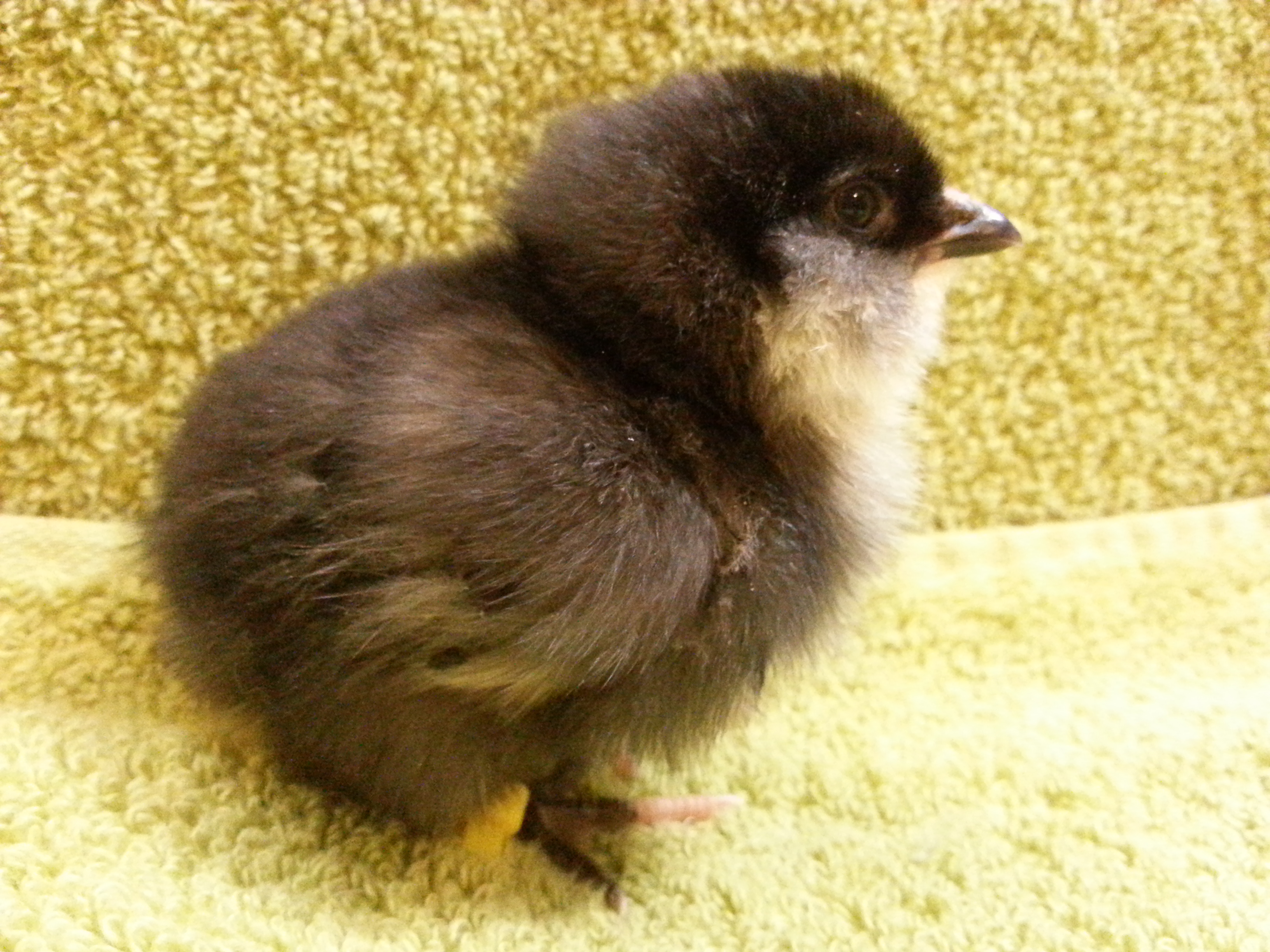 The only Black Ameraucana chick.
