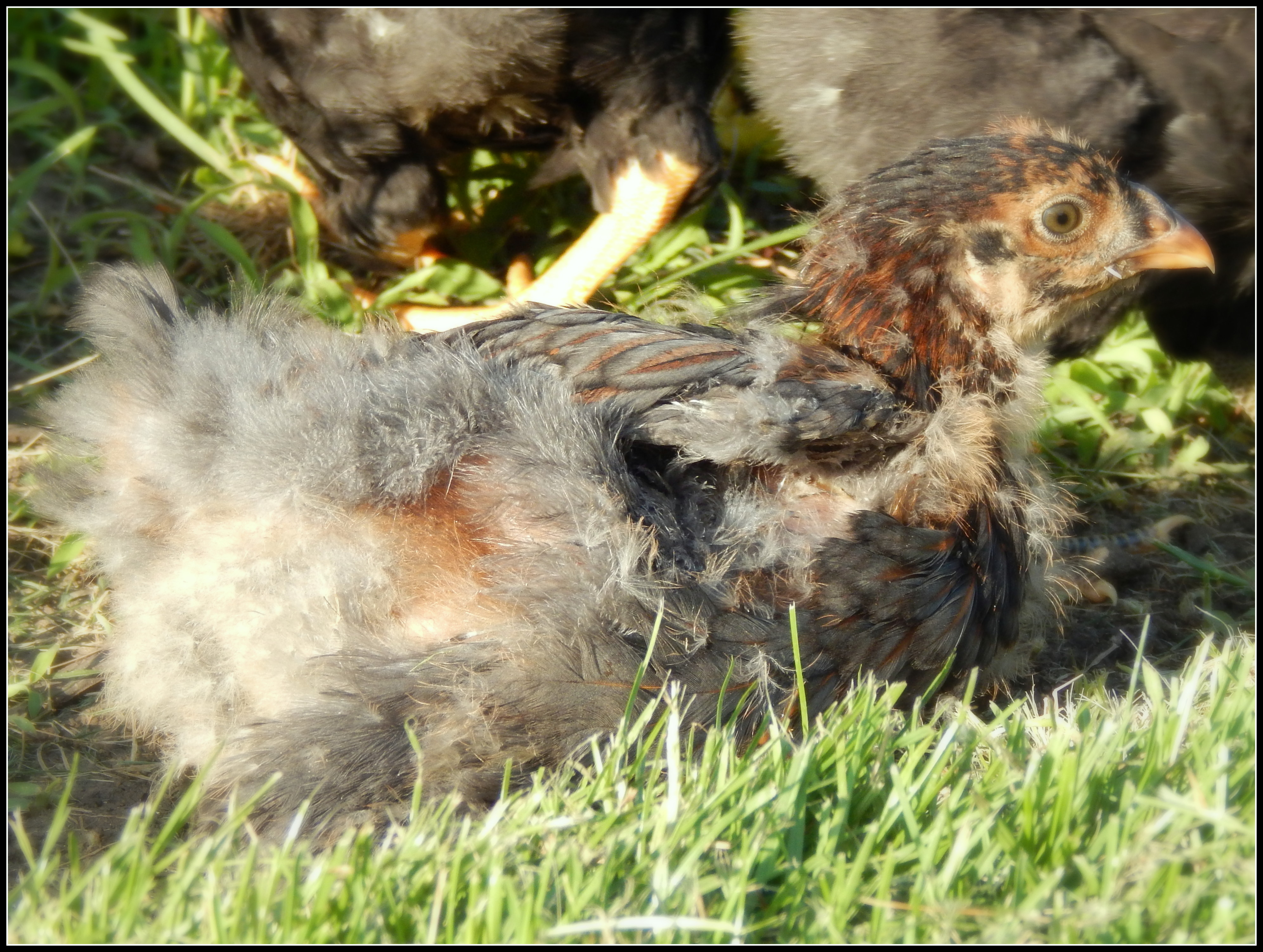 The only one of the original 5 chicks that is still so full o fluffy goodness!