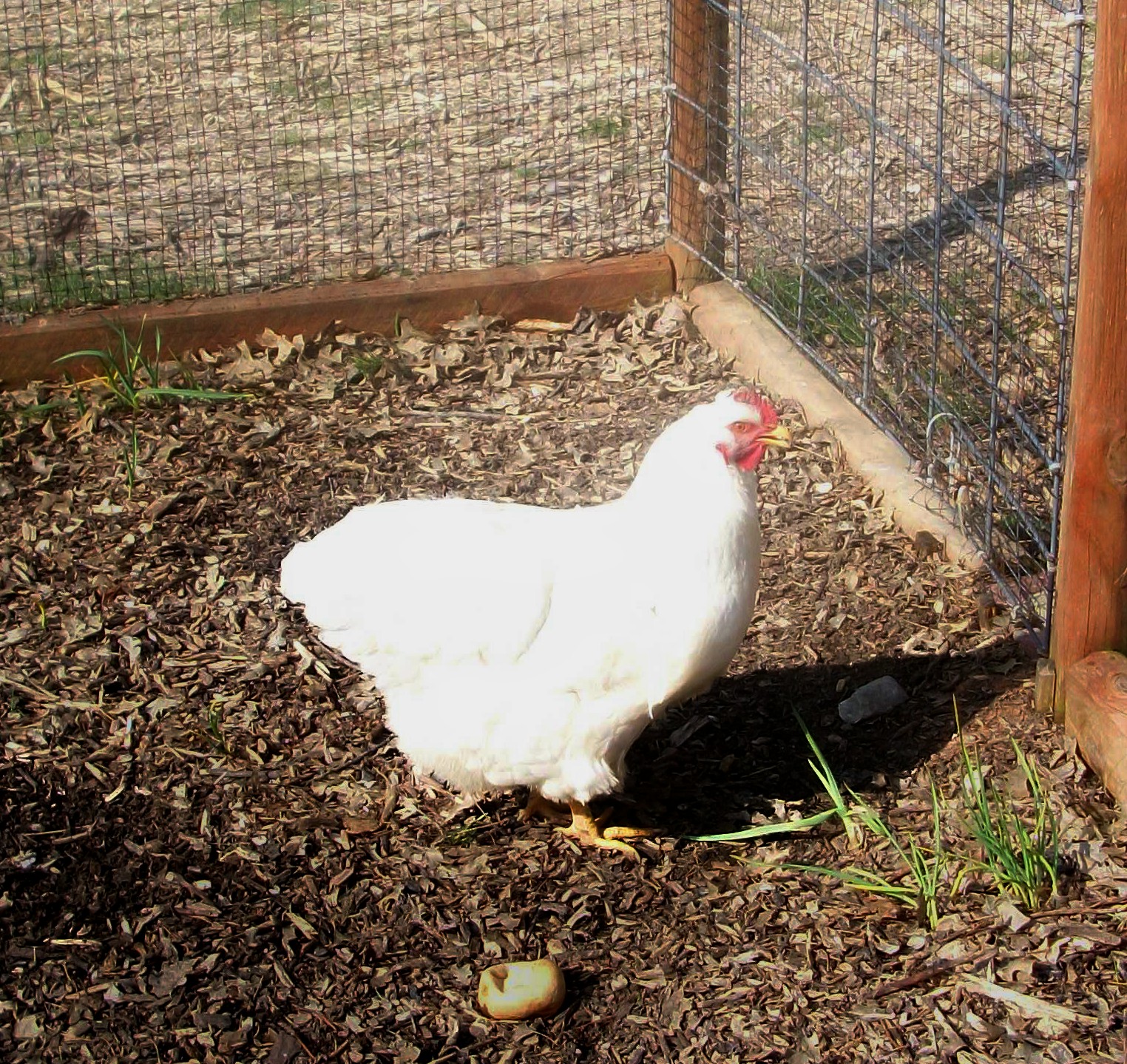 The only pullet good enough to keep from last year's hatch.