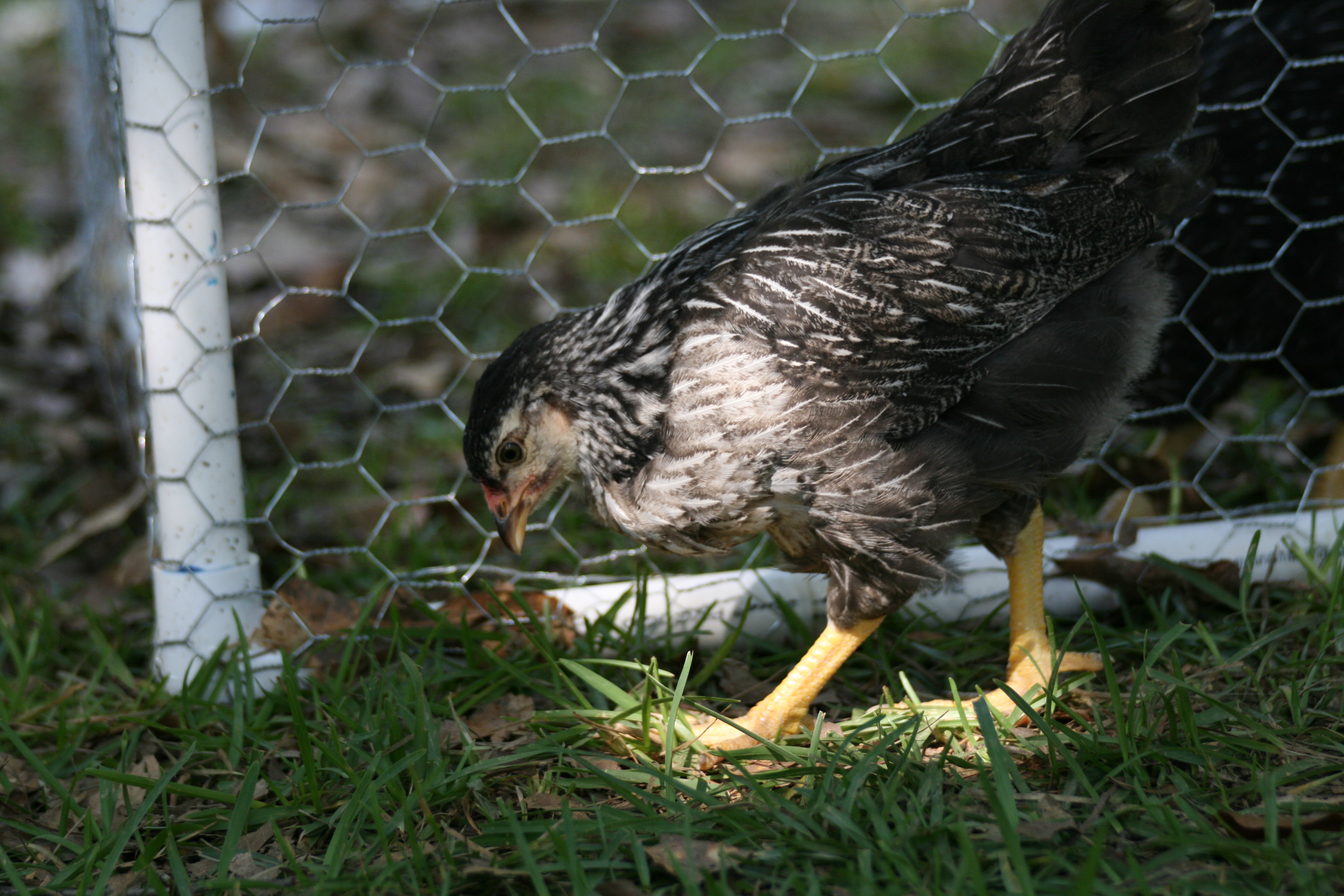 The only shot of this chicken I could get---it wouldn't hold still long enough!  lol