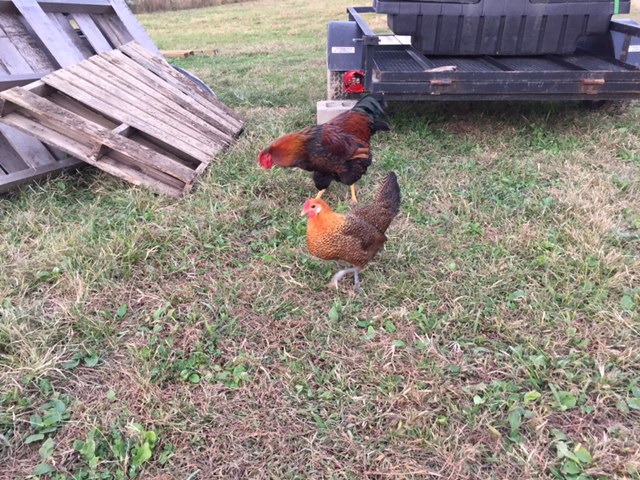 The only two chicks that I have right now besides what I have in the brooder. I had more at one point but a sly fox has been visiting the neighbors and I. Not sure the breed of my rooster, the hen is a golden campine I believe. Either way their a good couple.