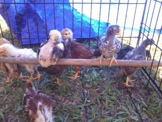 The original 9 hanging out in the yard :)