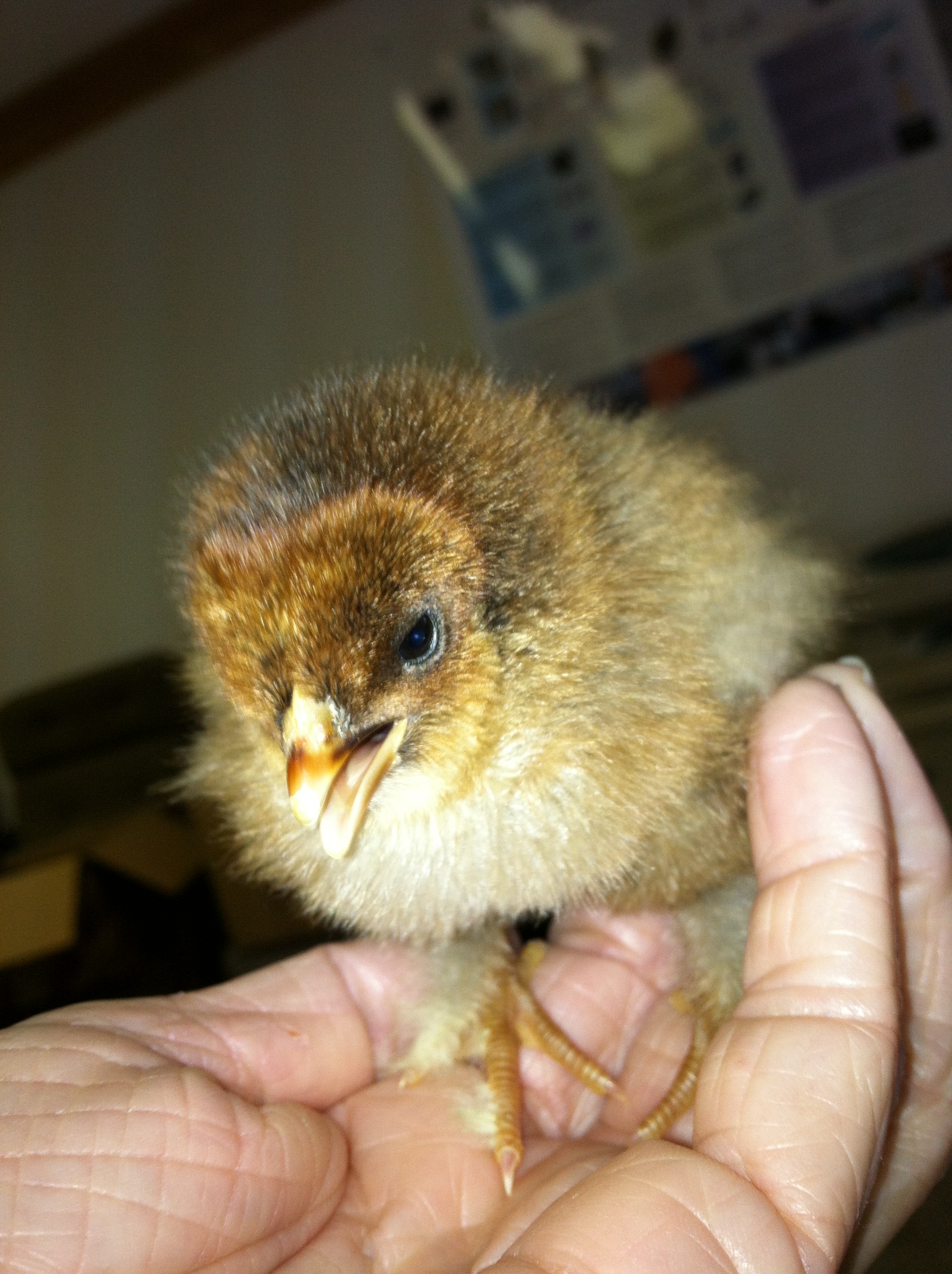 The original Angry Bird.