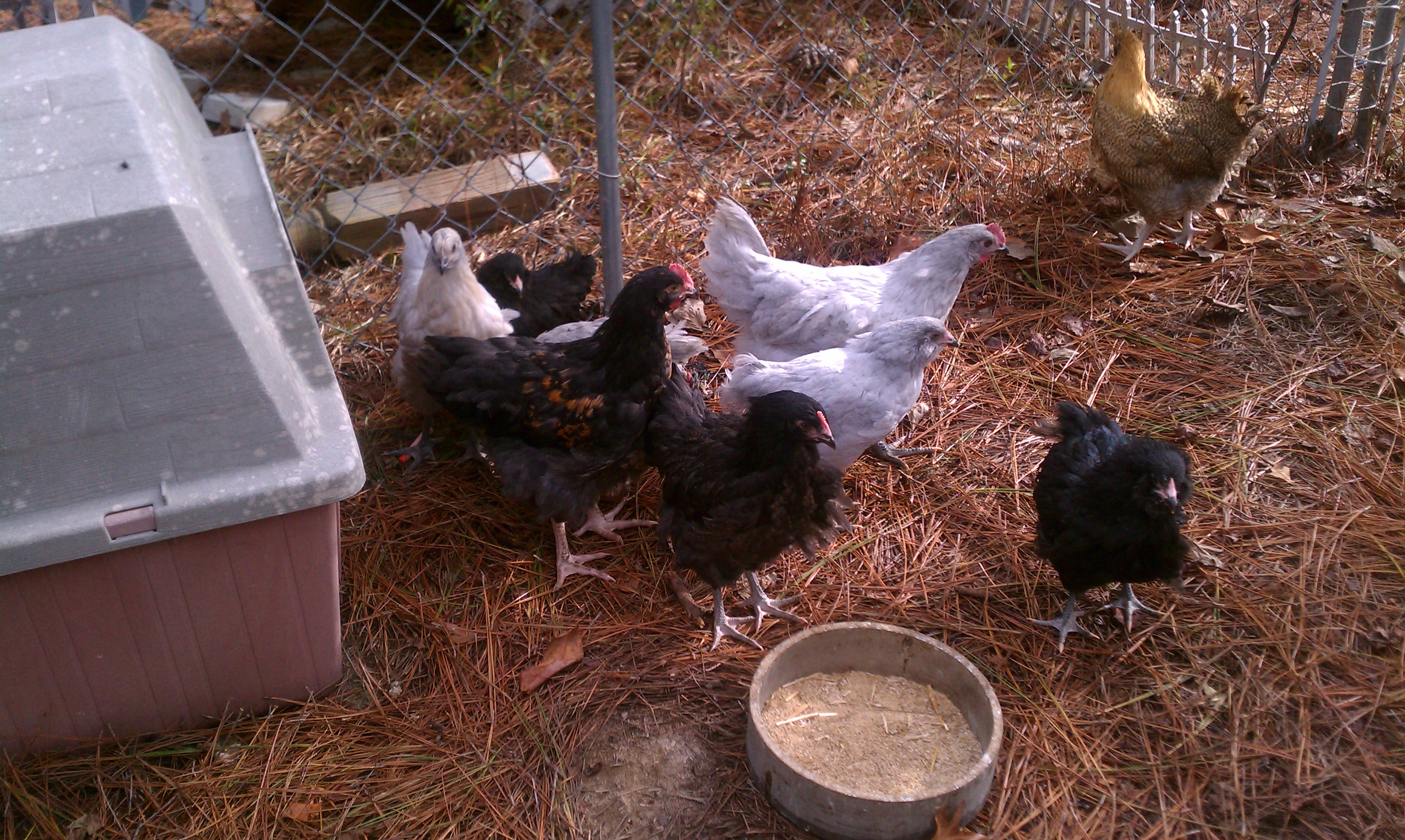 The Orp/Ameraucana Flock. They will be separated by week's end.