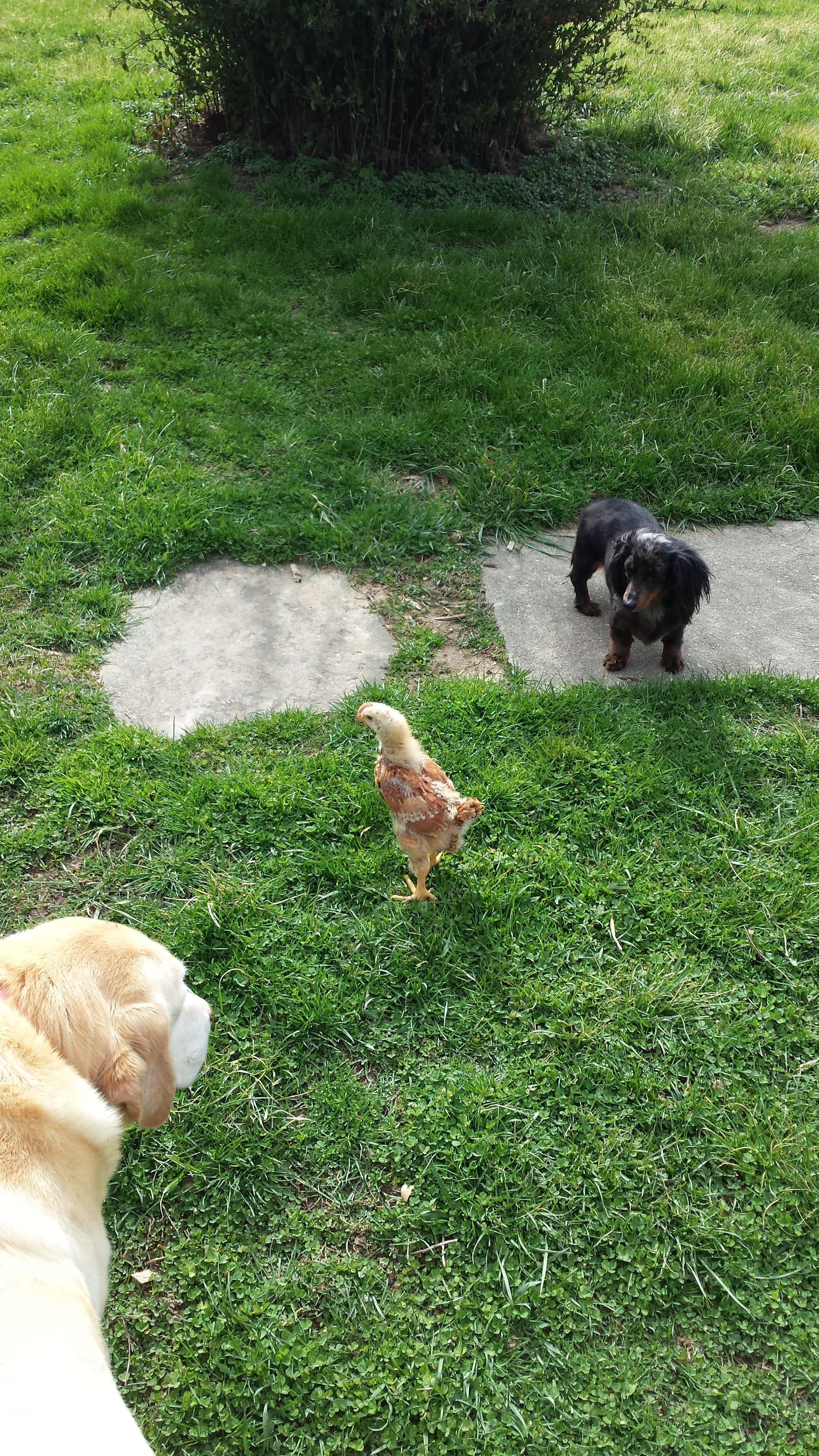 The other family members meeting their feathered sister, and vise versa :)