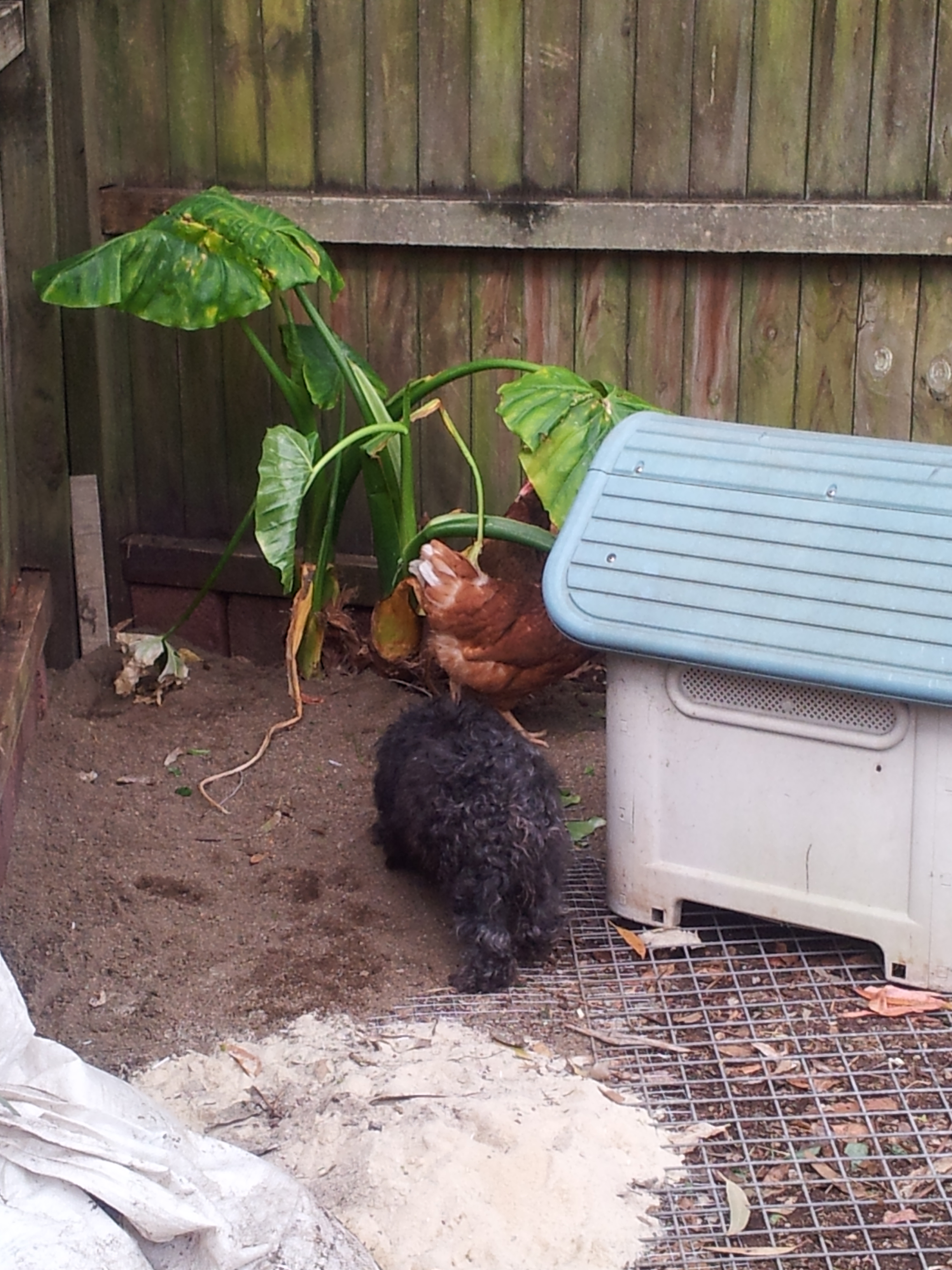 The other girl on the scene is the little black miss. She is my Moodle and last night she was scared of the hens but today she is curious.