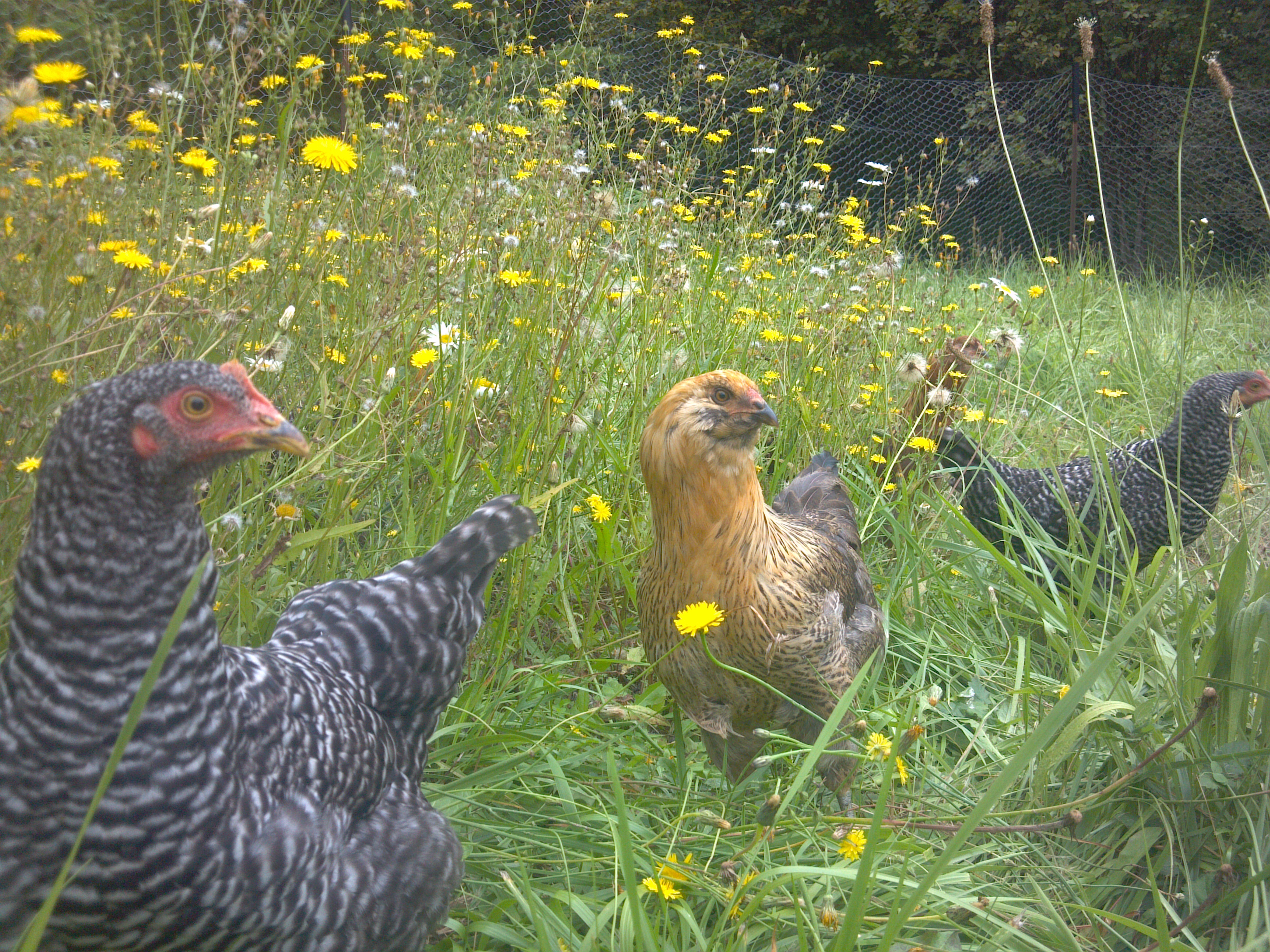 The other girls that I can't seem to tell them apart.