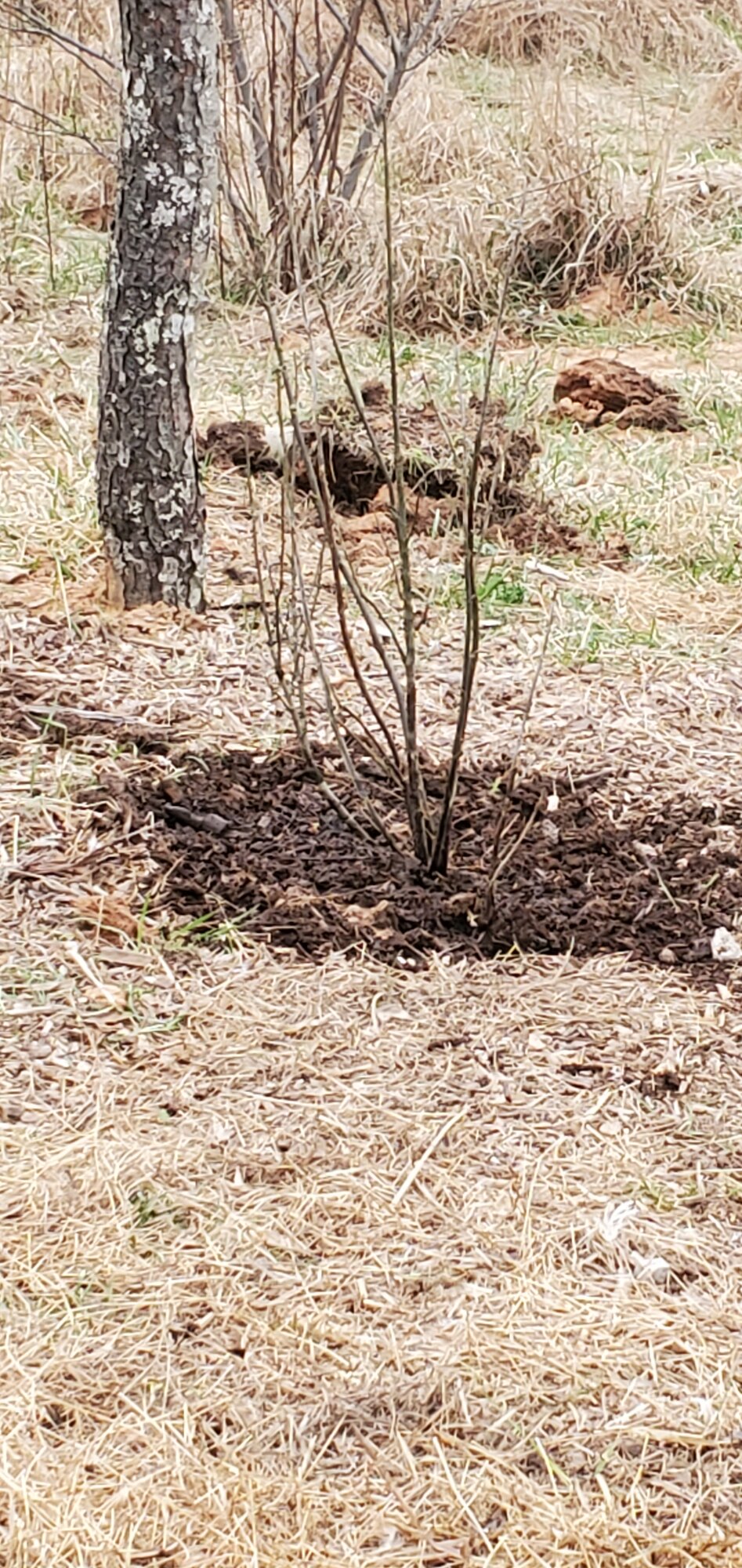 The other half of the Red Currant Shrub, already planted