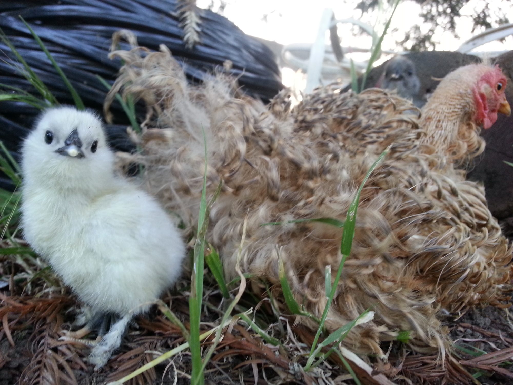 The other hatchling....named Snowball of course. I love this typical pose....