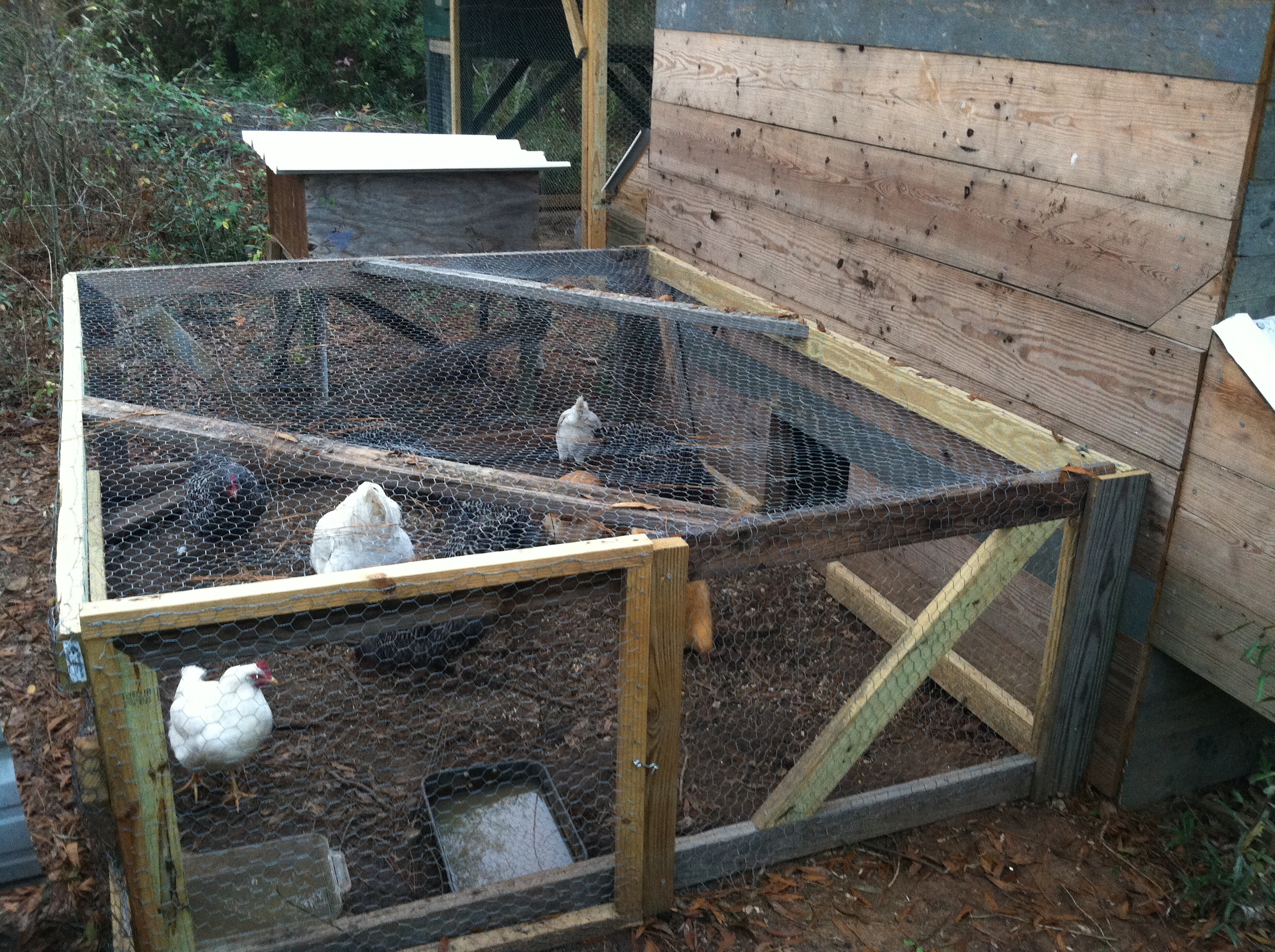 The outside run has an access door so I can change their water. I'm in the process of building an automatic waterer.