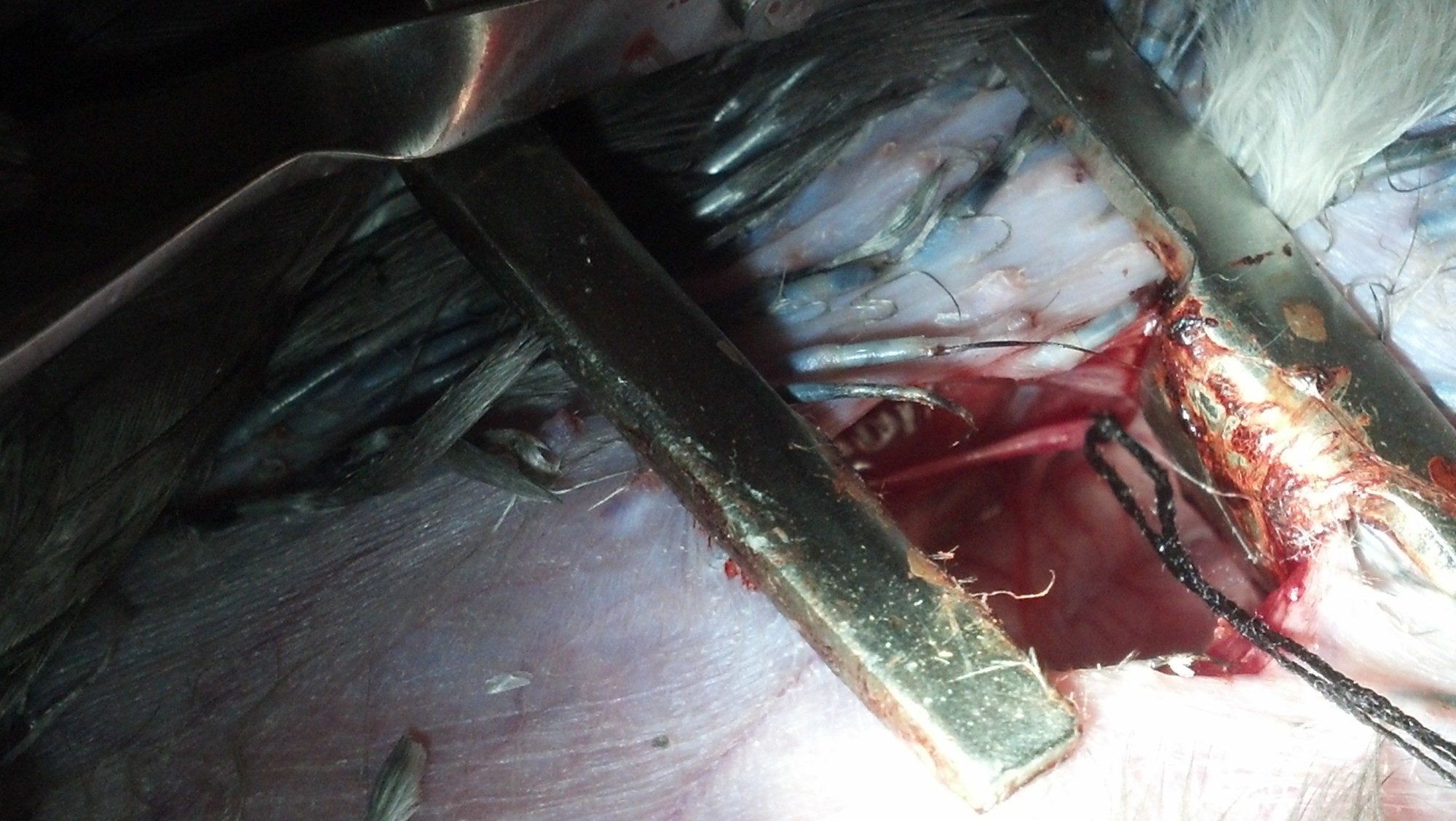 The oviduct separated and encircled by a thread