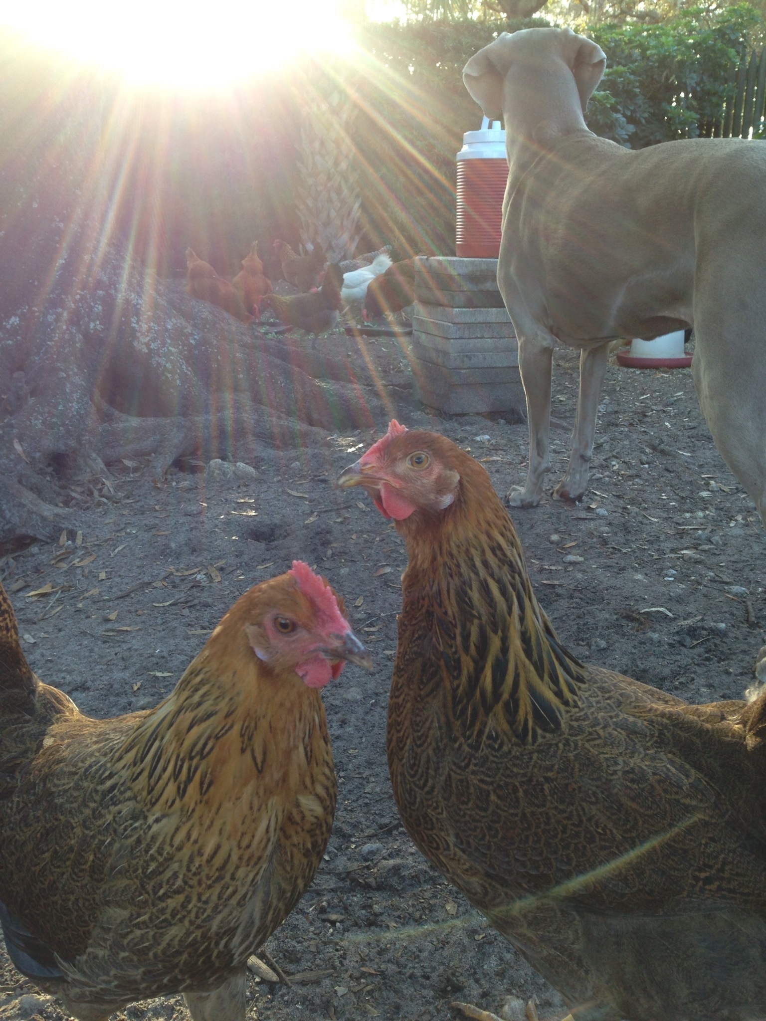 The Peaceable Kingdom and the setting sun