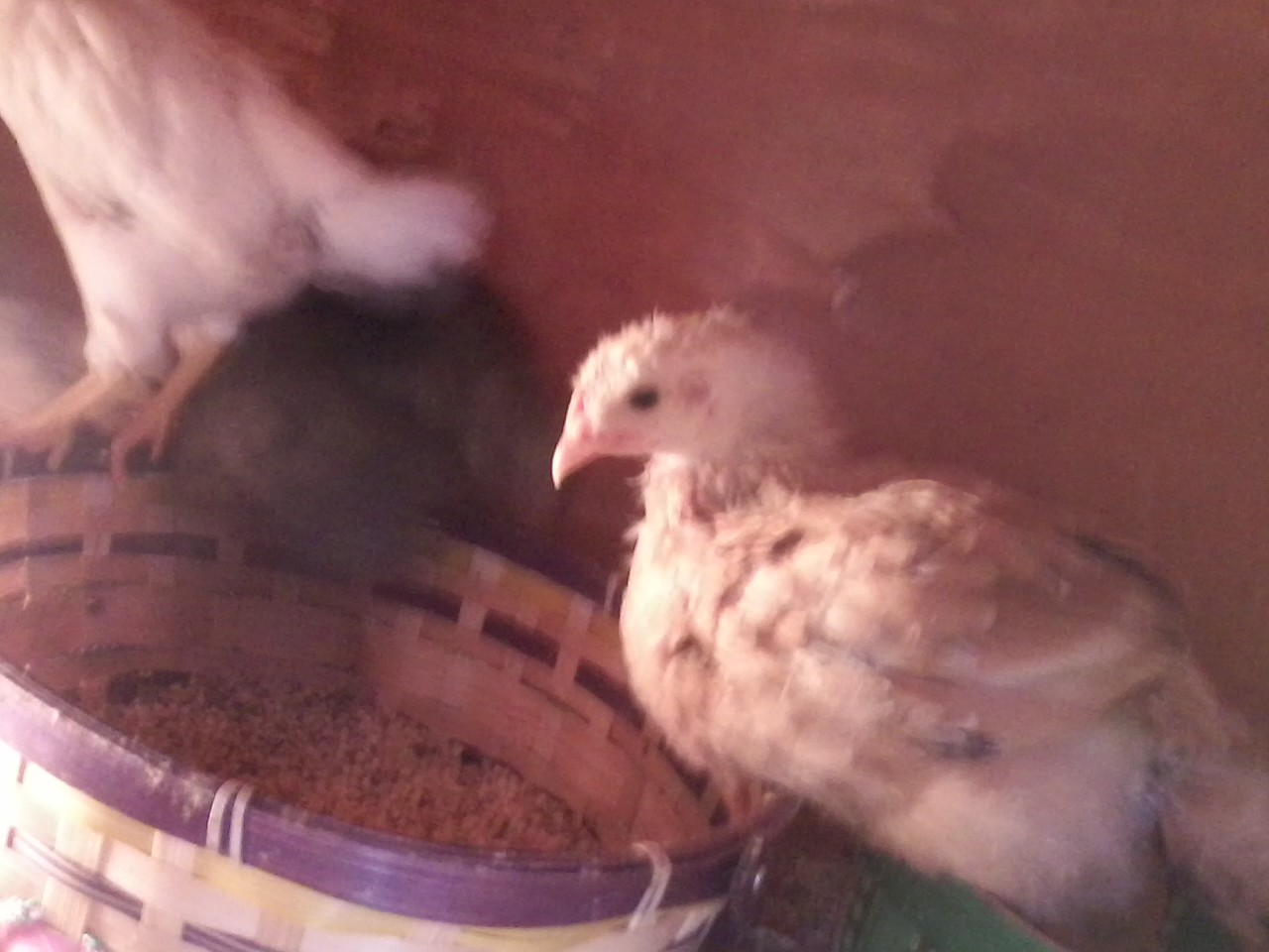 The peepers are growing. May 13, 2014